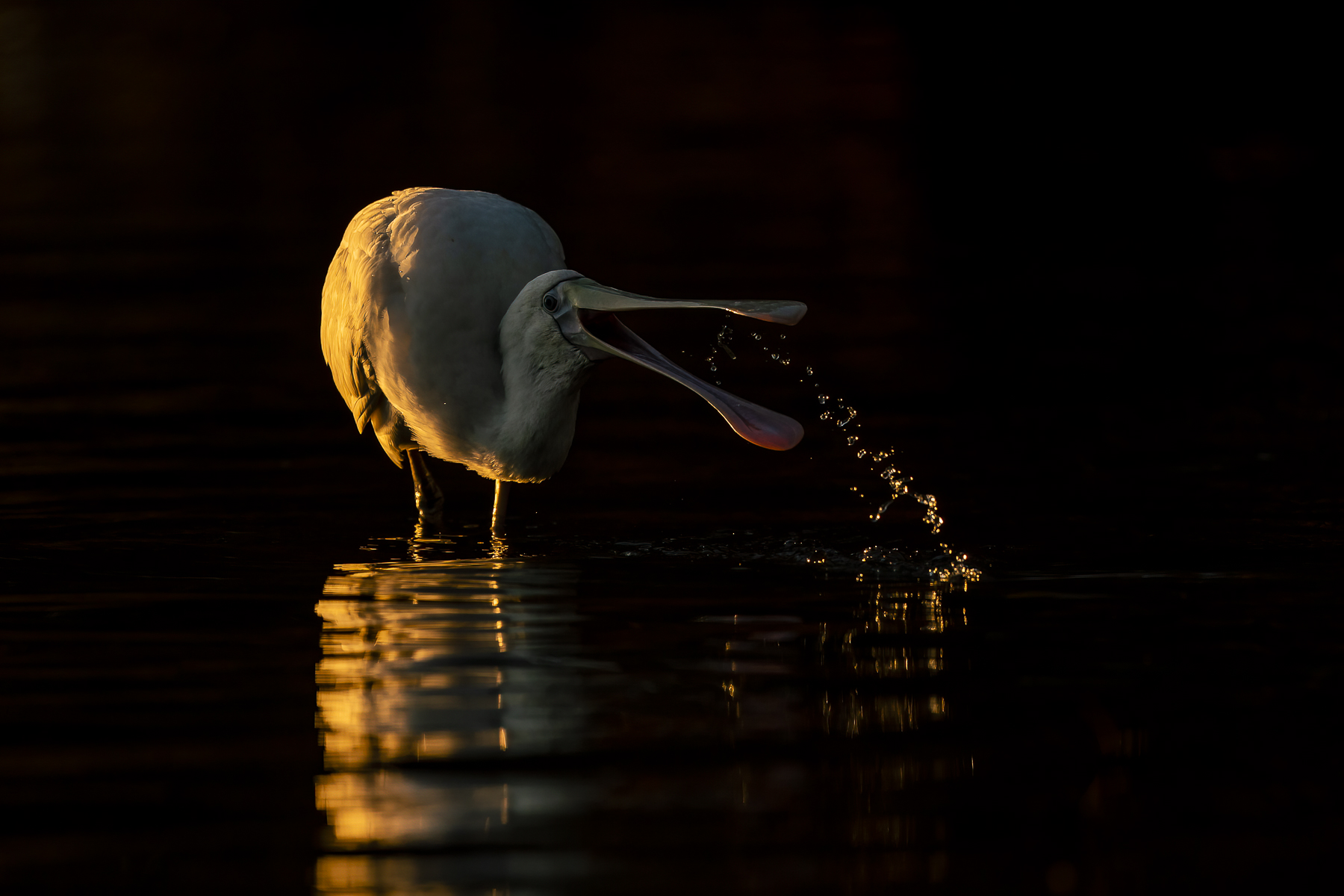 Yellow-billed Spoonbill (Image ID 45060)