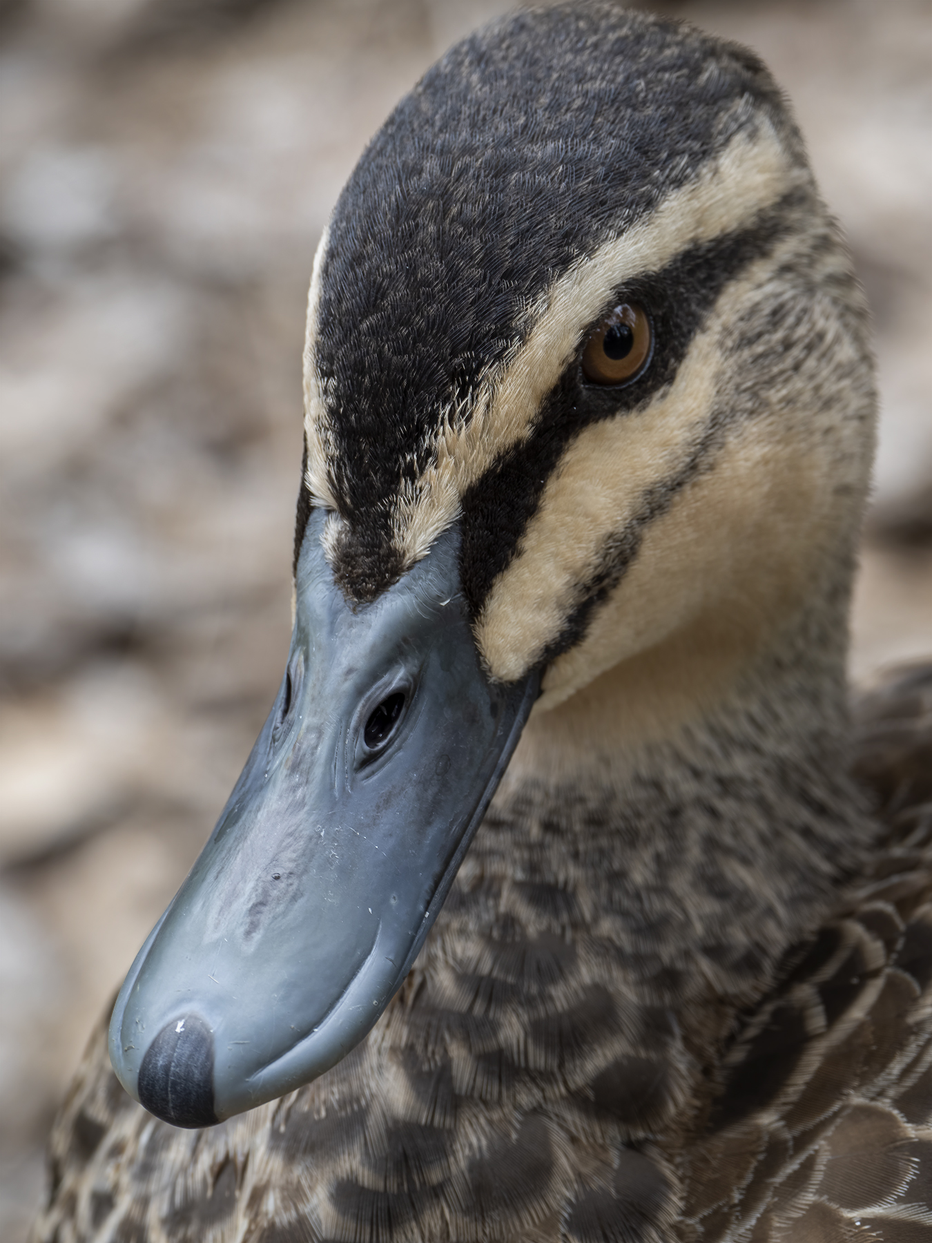 Pacific Black Duck (Image ID 45336)