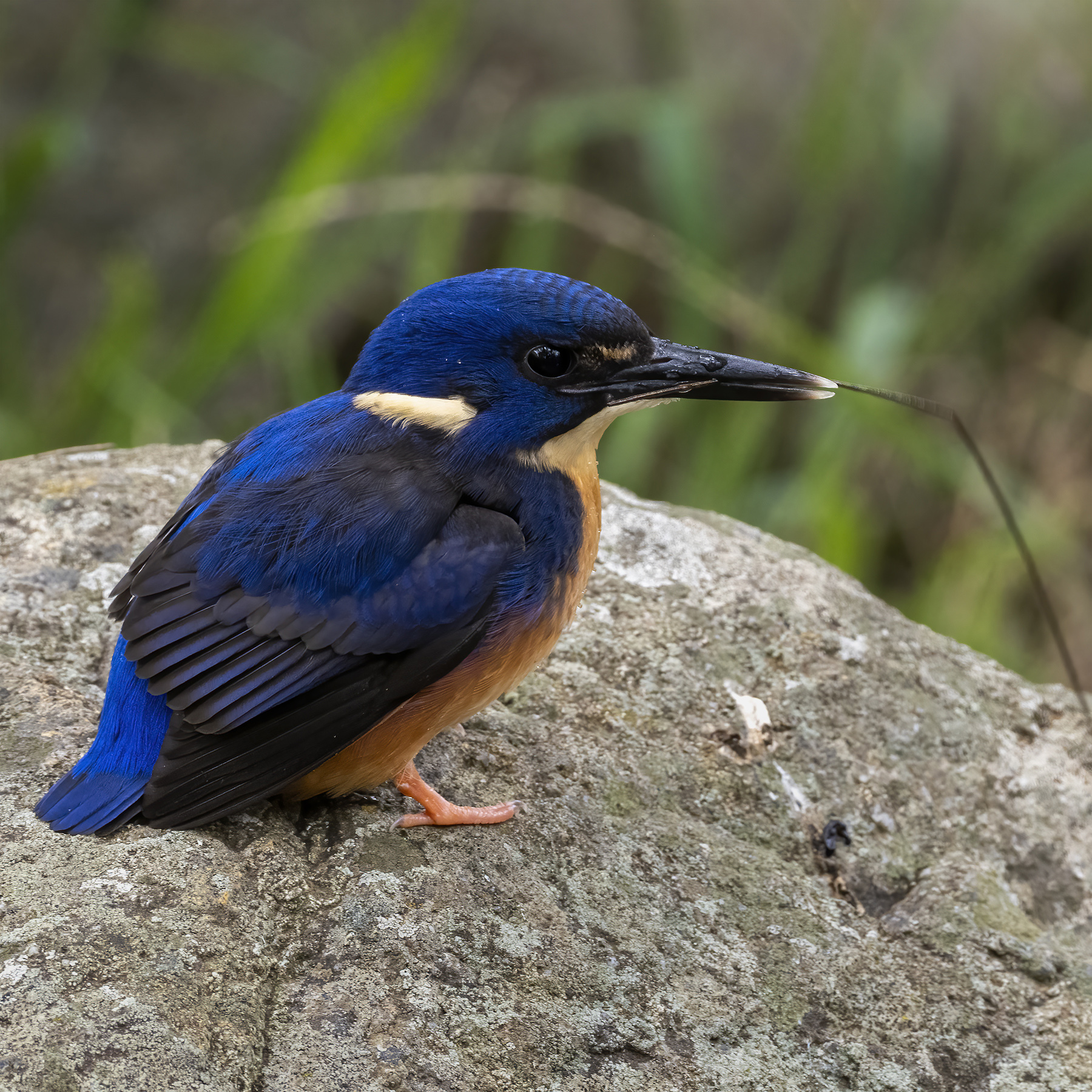 Azure Kingfisher (Image ID 45334)
