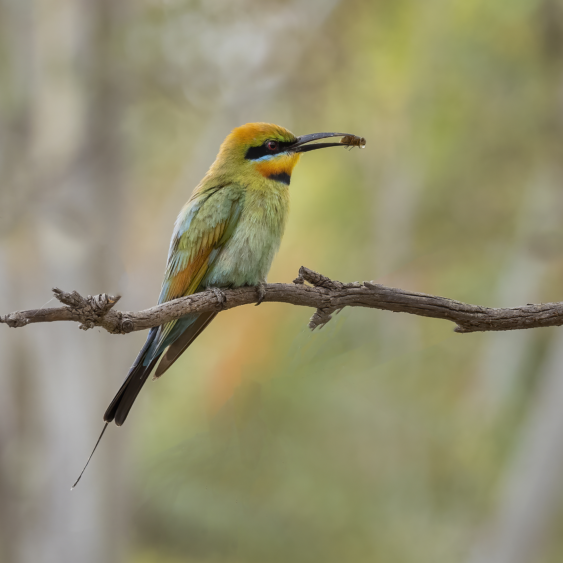Rainbow Bee-eater (Image ID 45187)