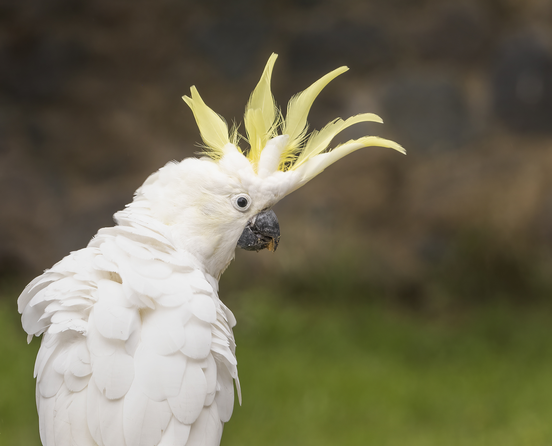 Sulphur-crested Cockatoo (Image ID 45411)