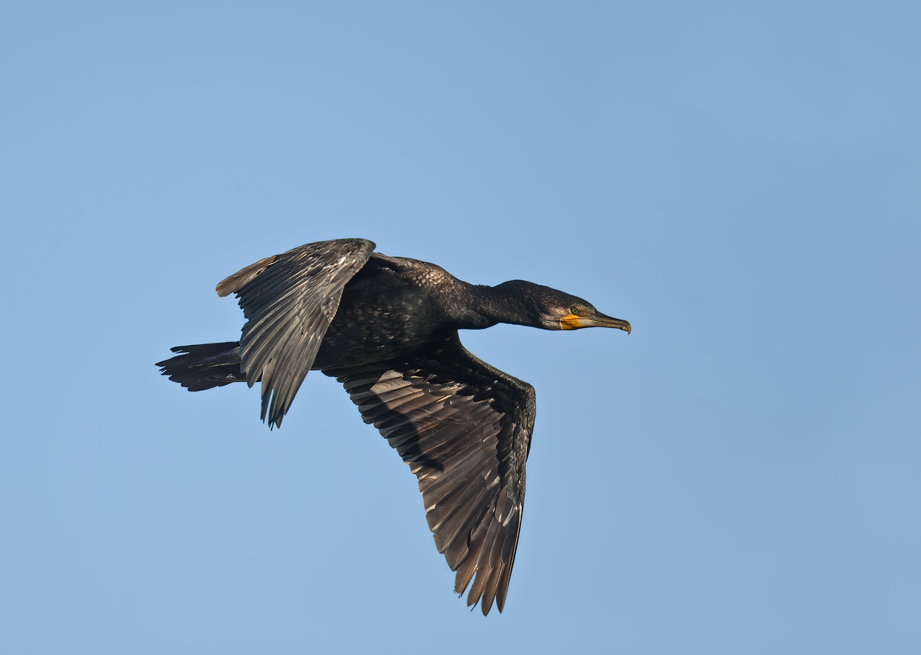 Great Cormorant (Image ID 45146)