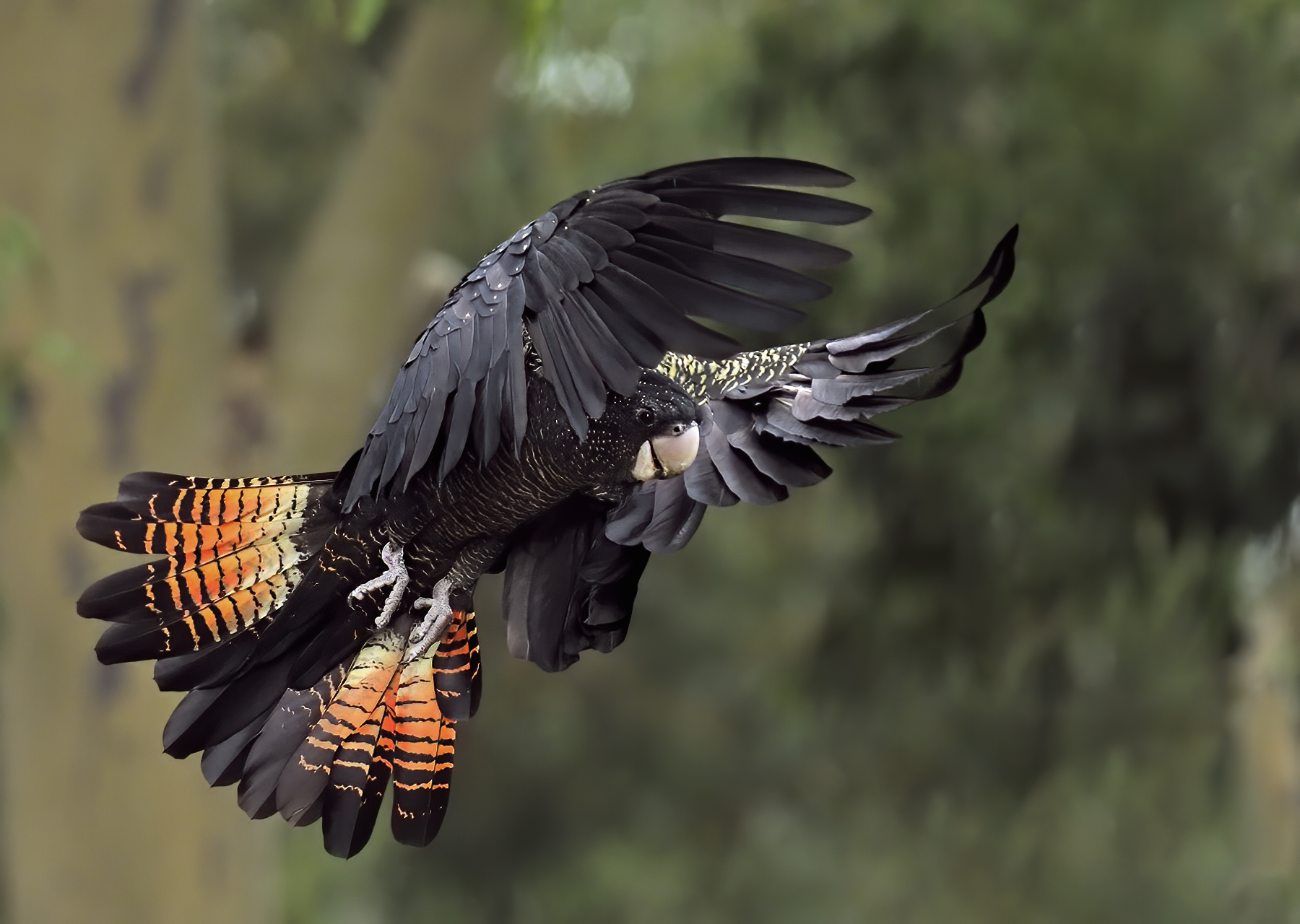 Red-tailed Black-Cockatoo (Image ID 45099)