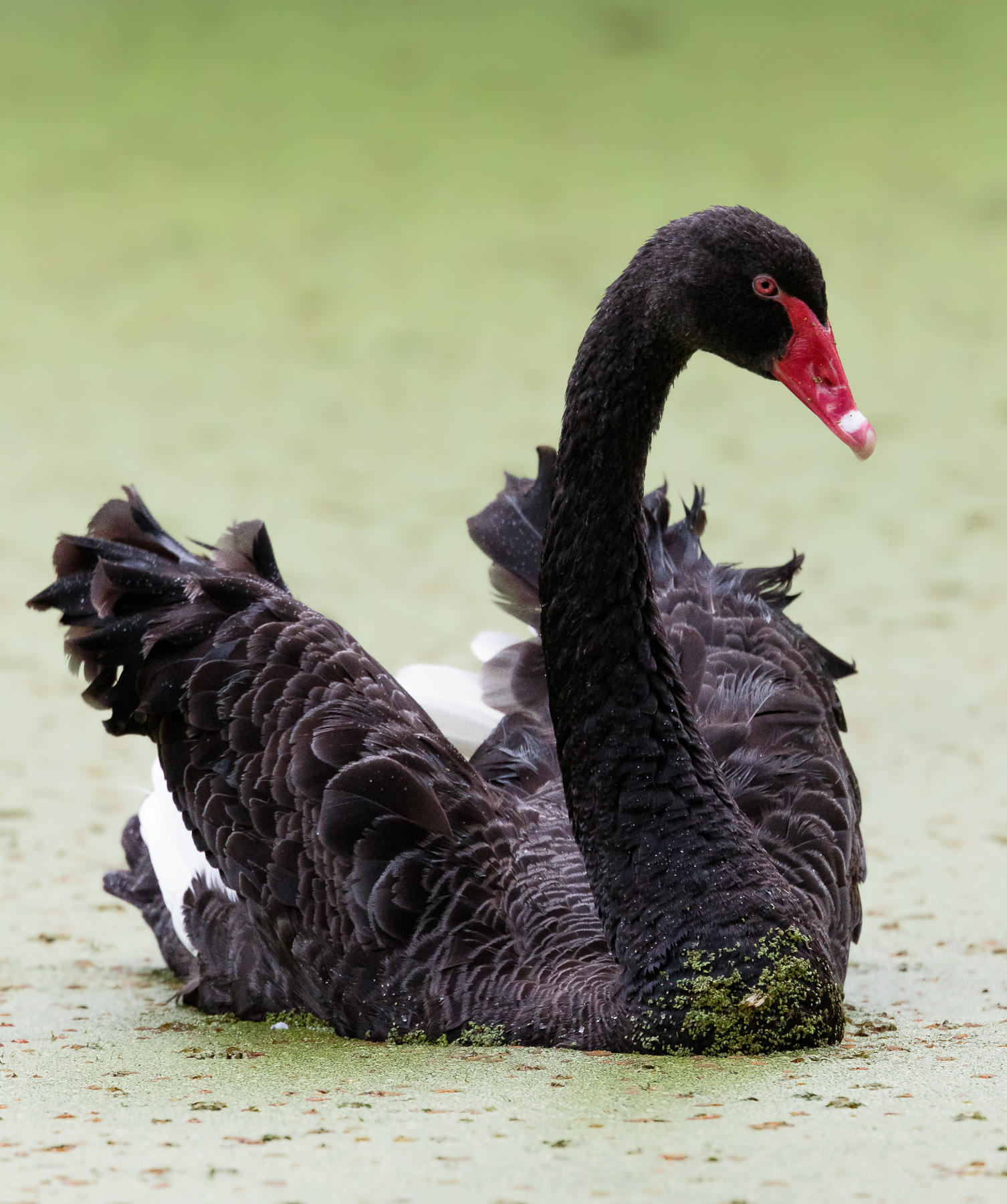 Black Swan (Image ID 45193)