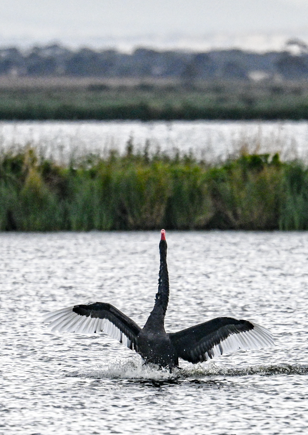 Black Swan (Image ID 45105)