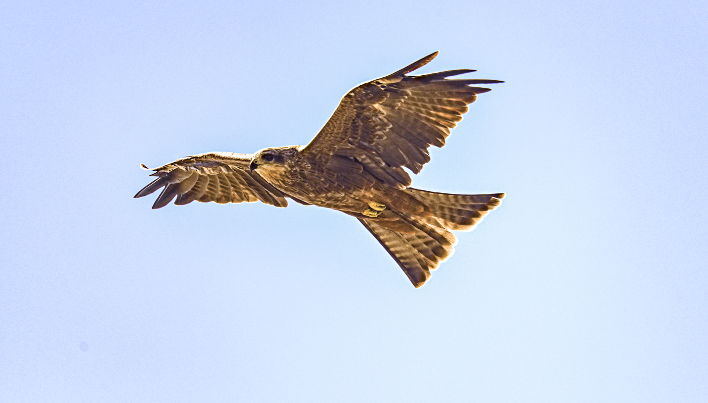 Black Kite (Image ID 45244)