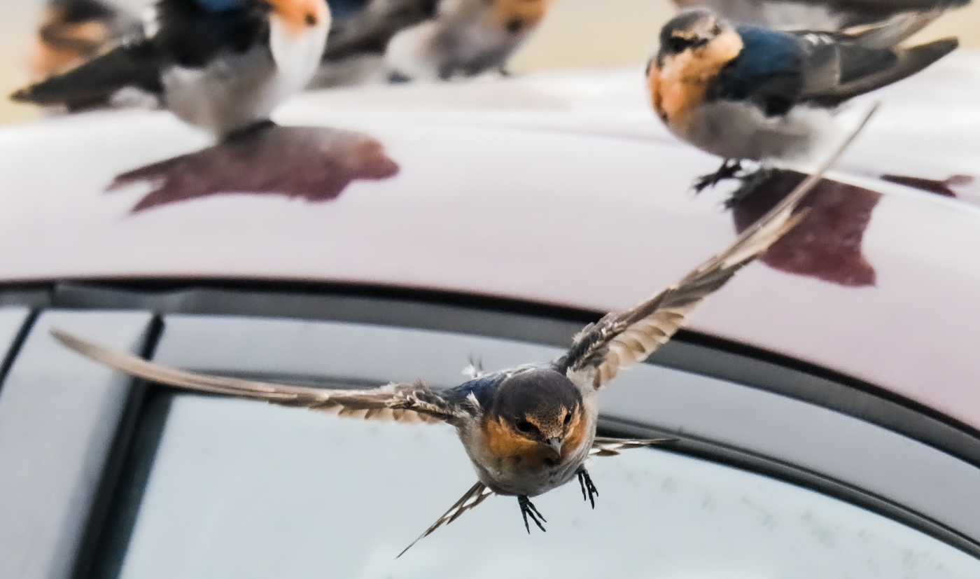 Welcome Swallow (Image ID 45327)