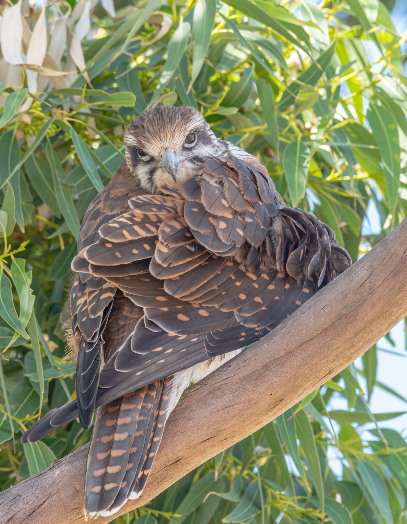 Brown Falcon (Image ID 45071)