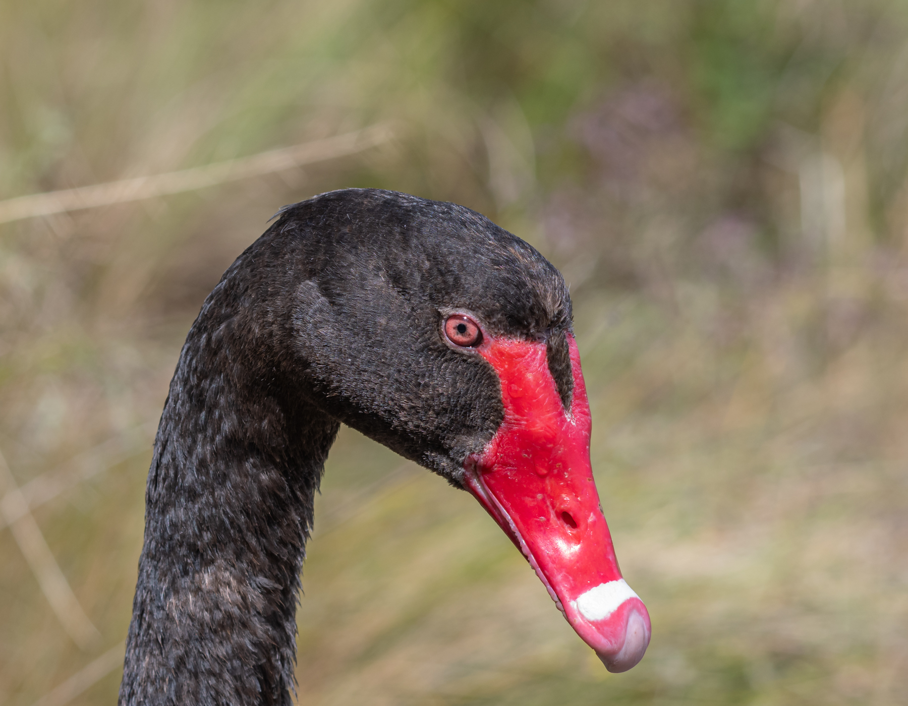 Black Swan (Image ID 45115)