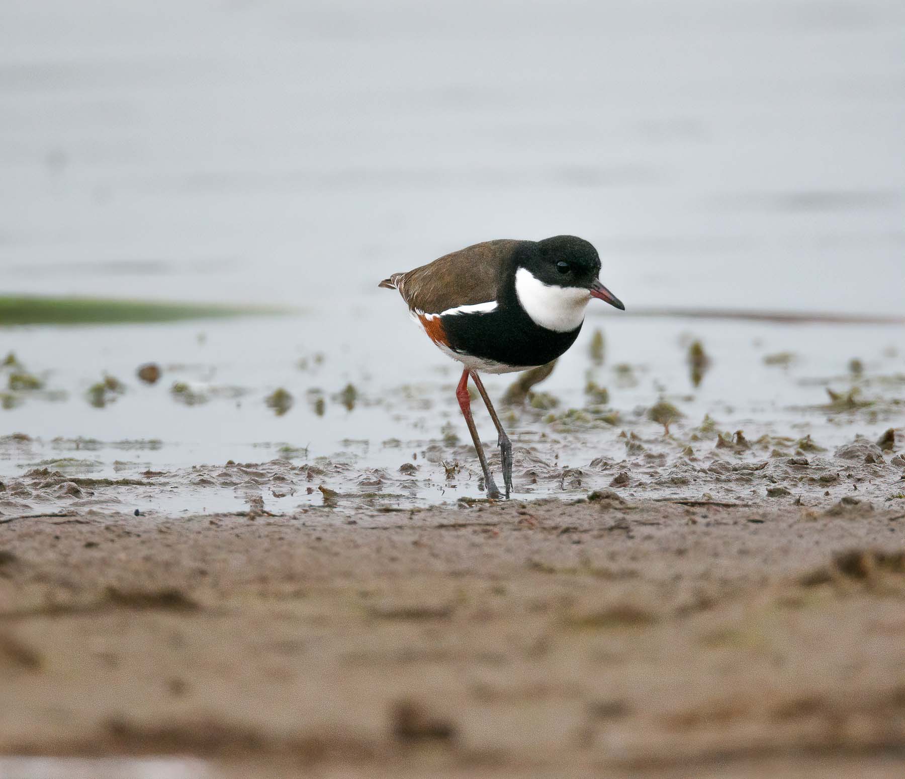 Red-kneed Dotterel (Image ID 45279)