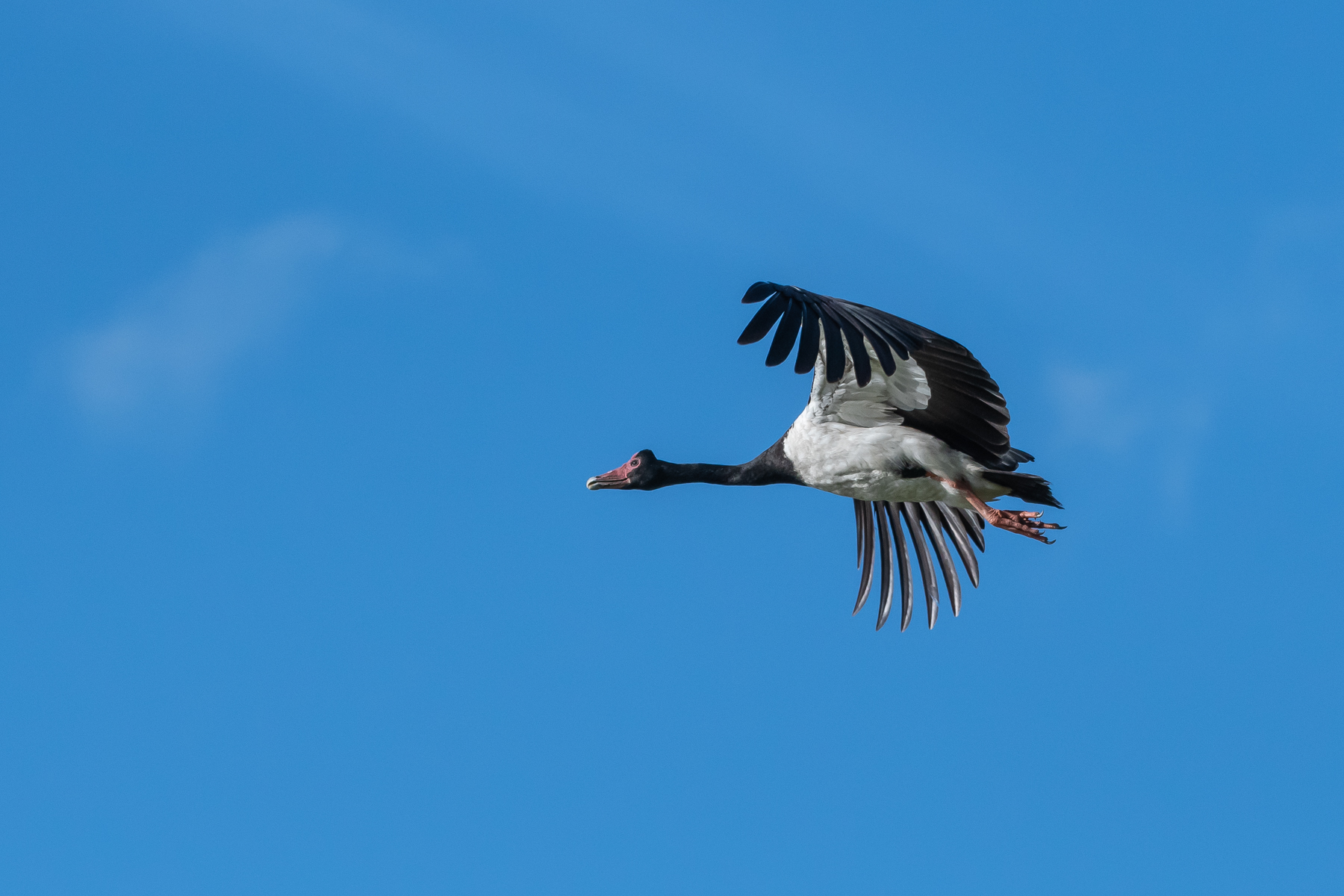 Magpie Goose (Image ID 45275)