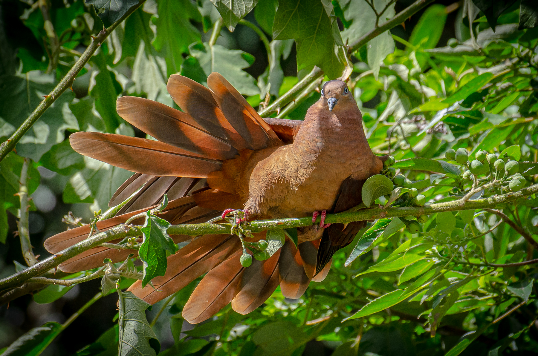 Brown Cuckoo-Dove (Image ID 45361)