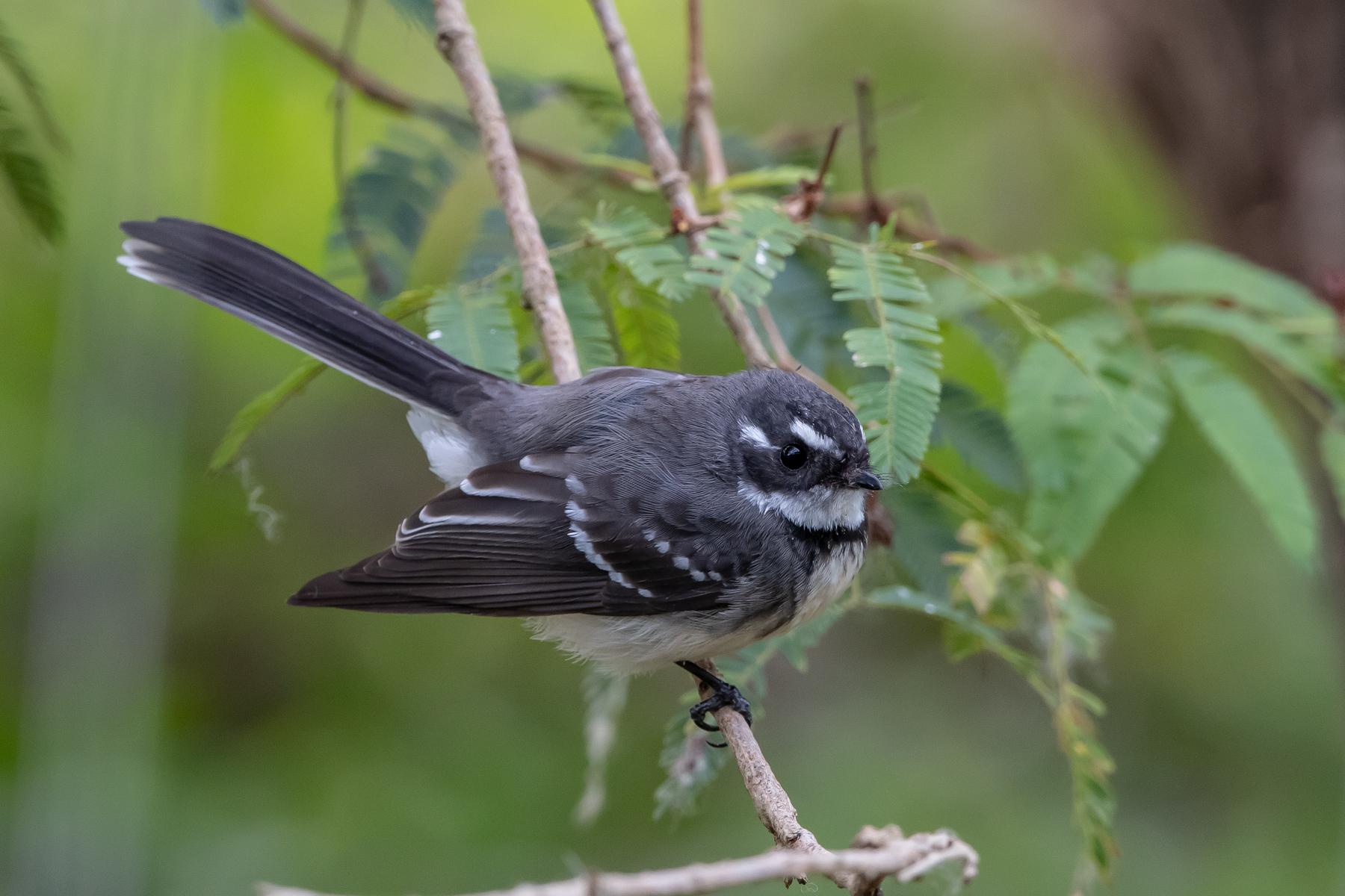 Grey Fantail (Image ID 45088)