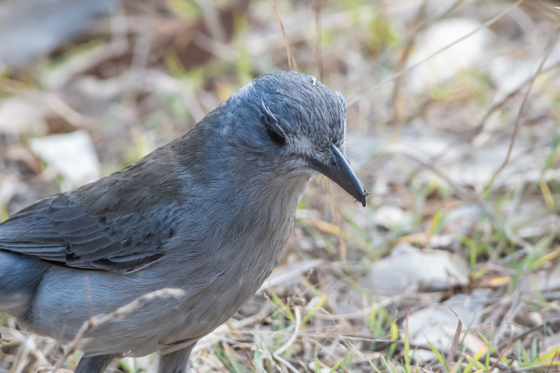 Grey Shrike-thrush (Image ID 45320)