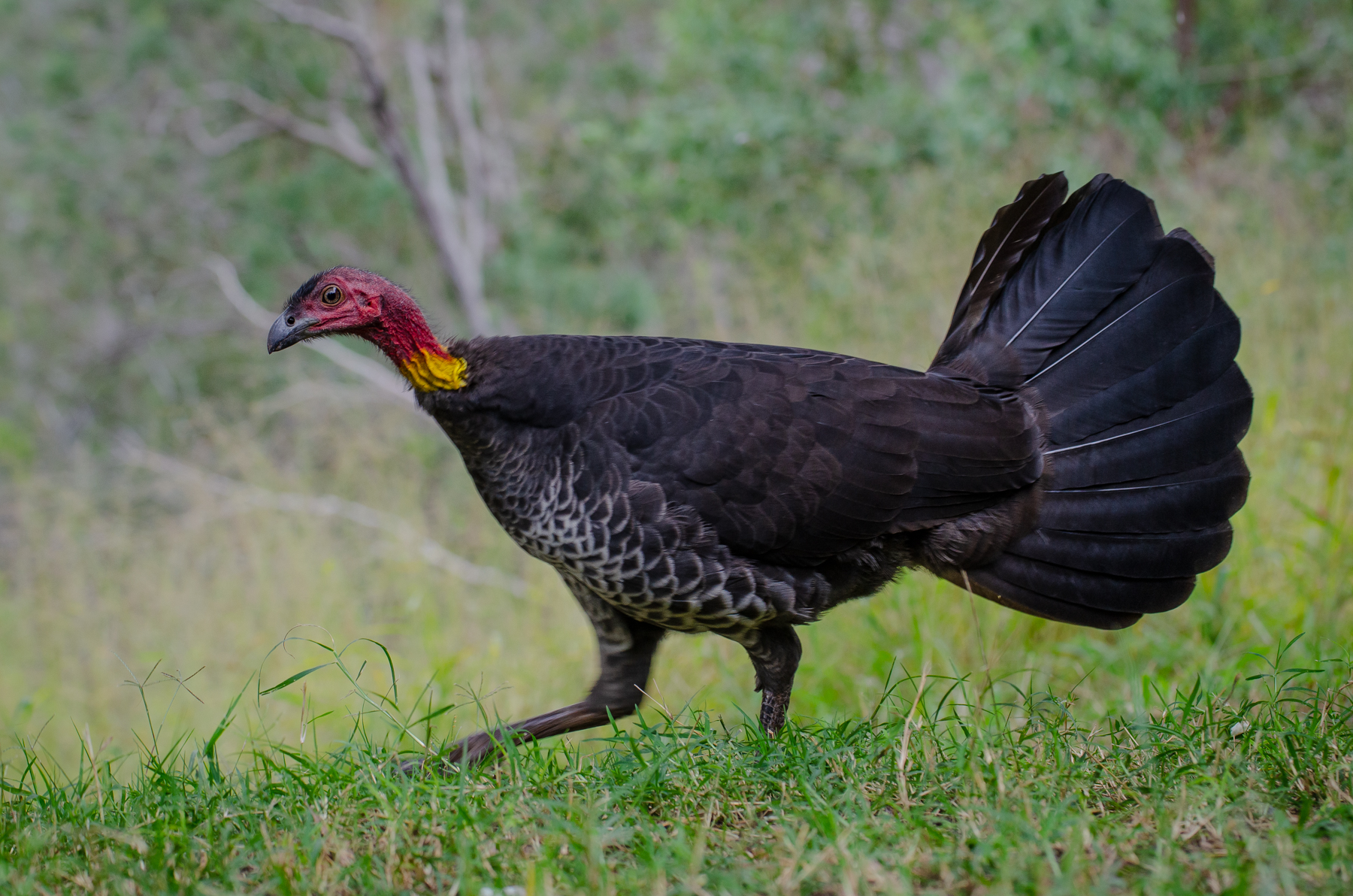 Australian Brush-turkey (Image ID 45396)