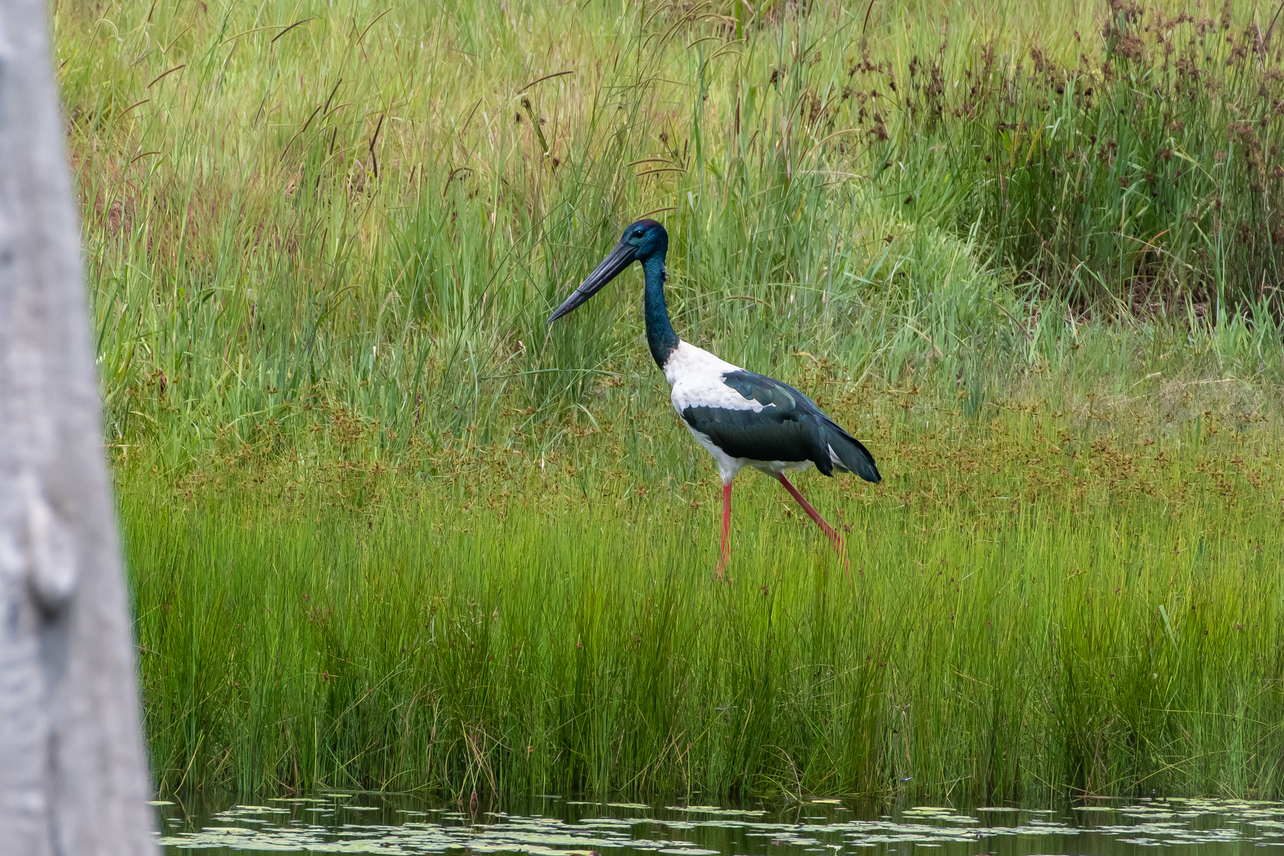 Black-necked Stork (Image ID 45262)