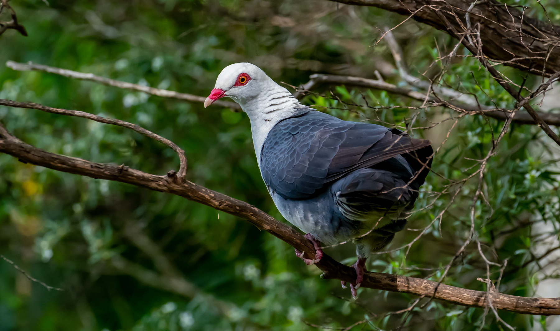 White-headed Pigeon (Image ID 45055)