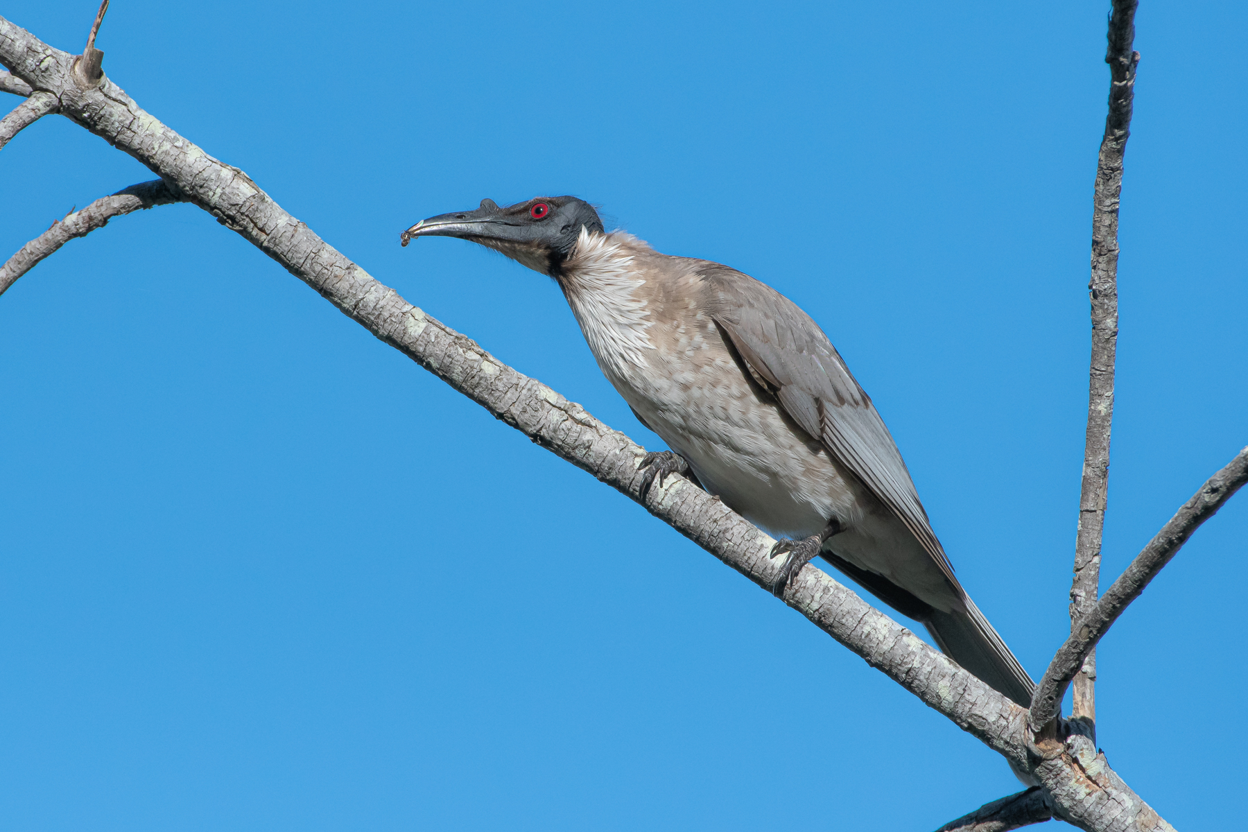 Noisy Friarbird (Image ID 45157)
