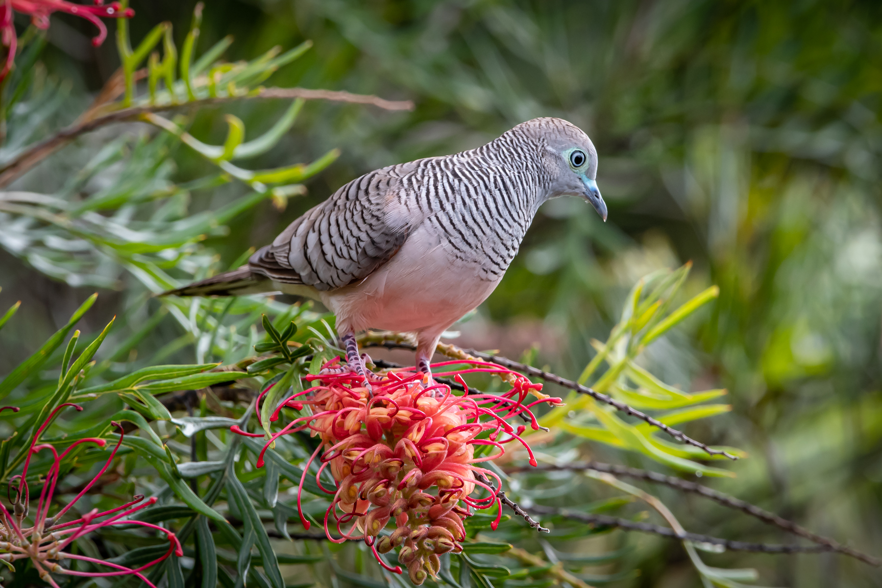 Peaceful Dove (Image ID 45059)