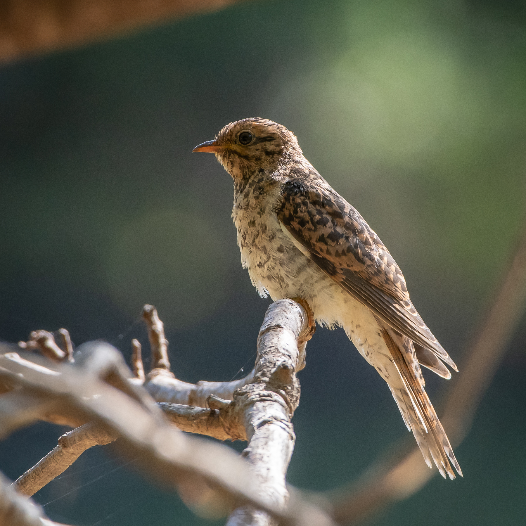 Brush Cuckoo (Image ID 45058)