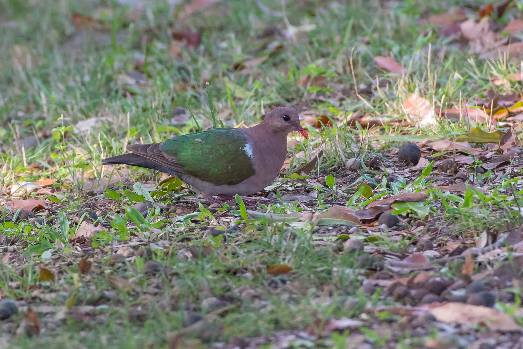 Brown-capped Emerald-Dove (Image ID 45241)