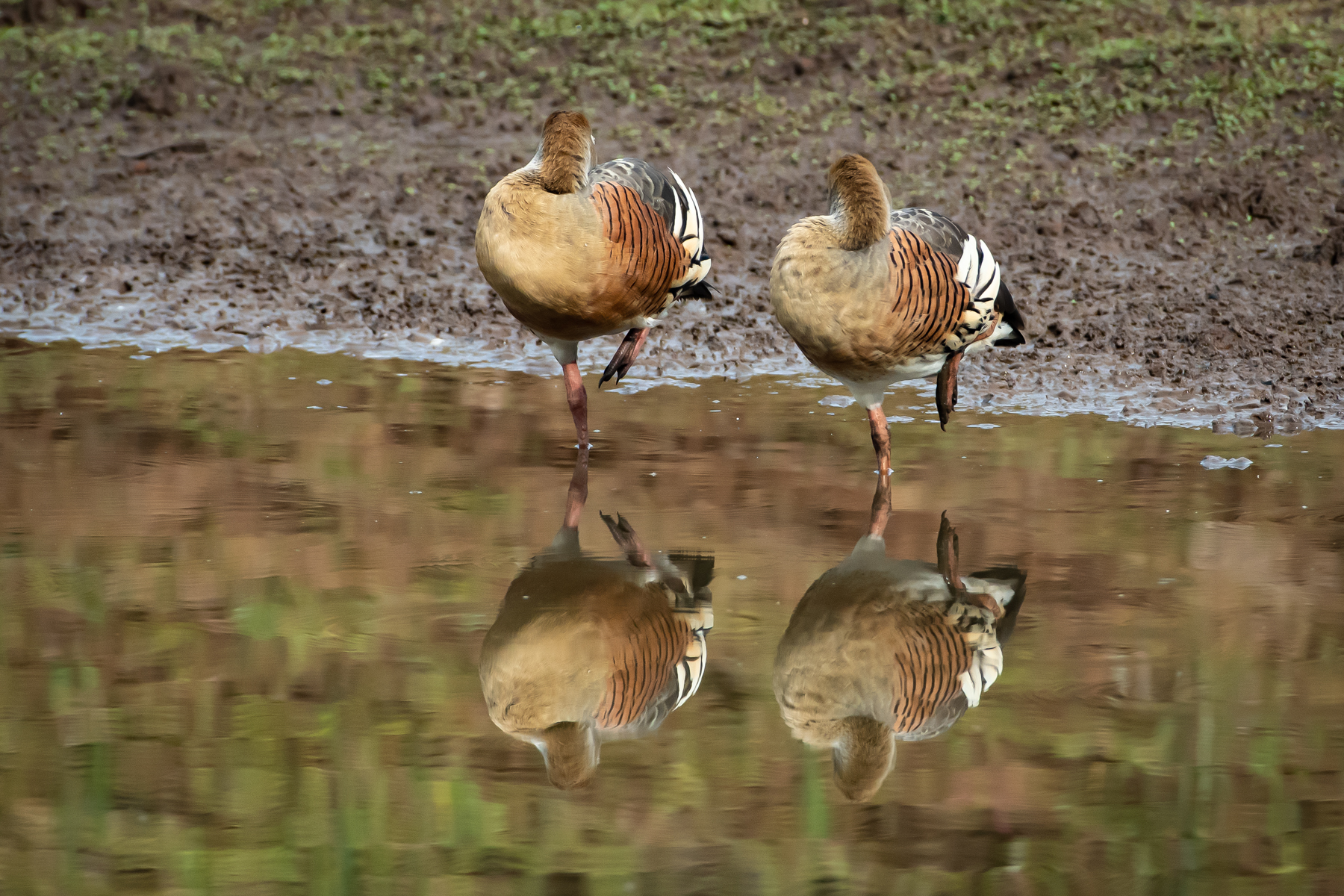 Plumed Whistling-Duck (Image ID 45264)