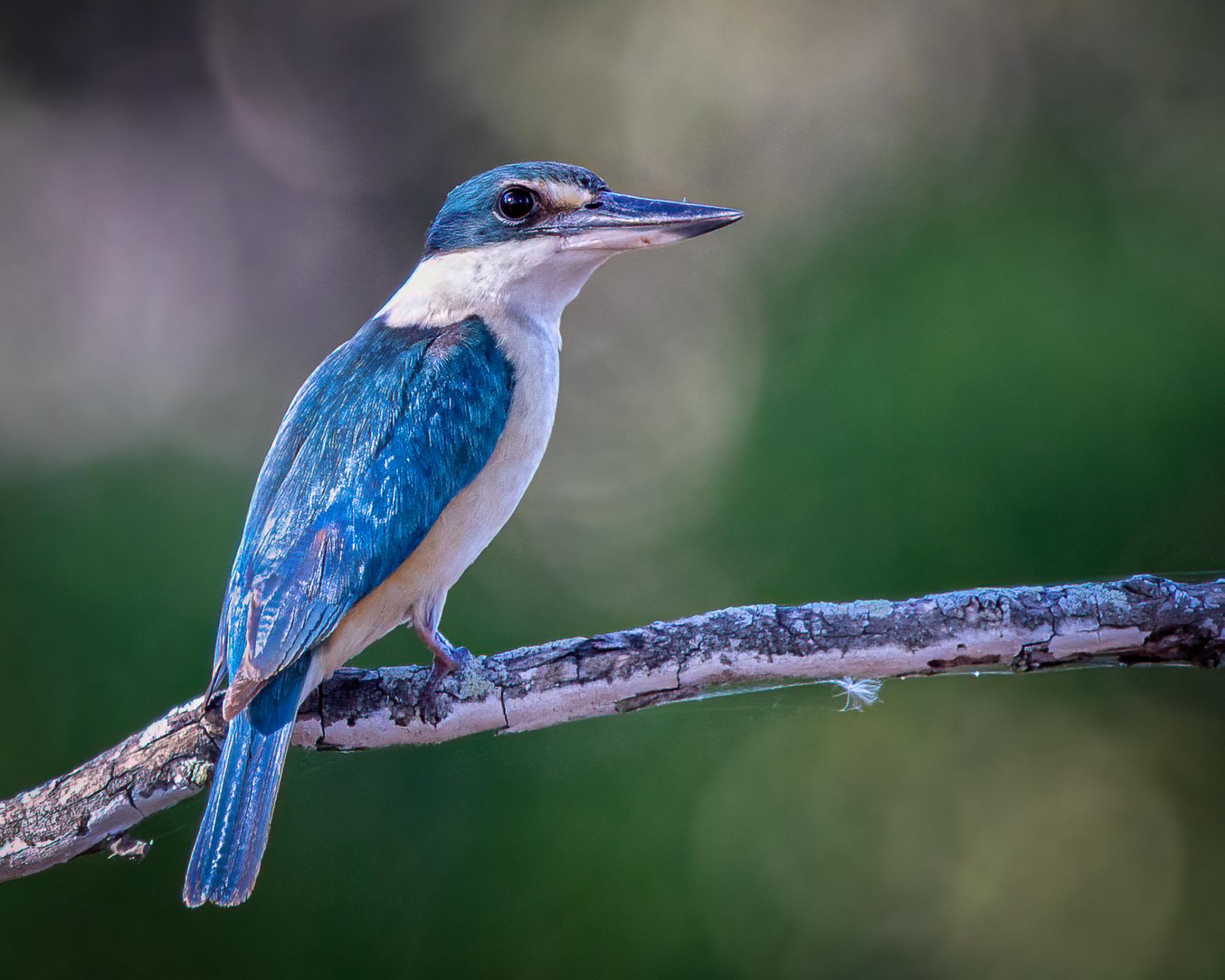 Sacred Kingfisher (Image ID 45203)
