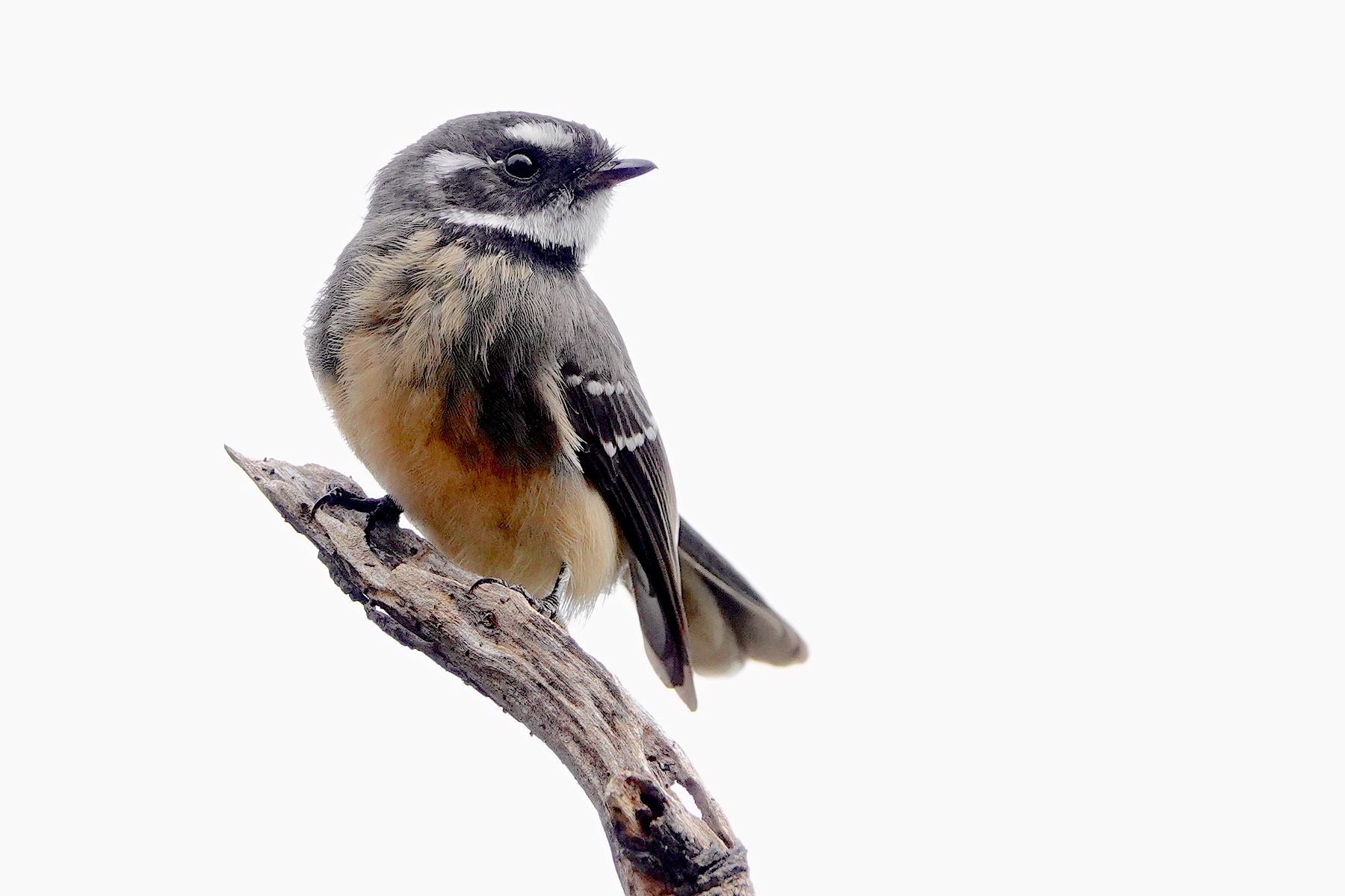Grey Fantail (Image ID 45756)