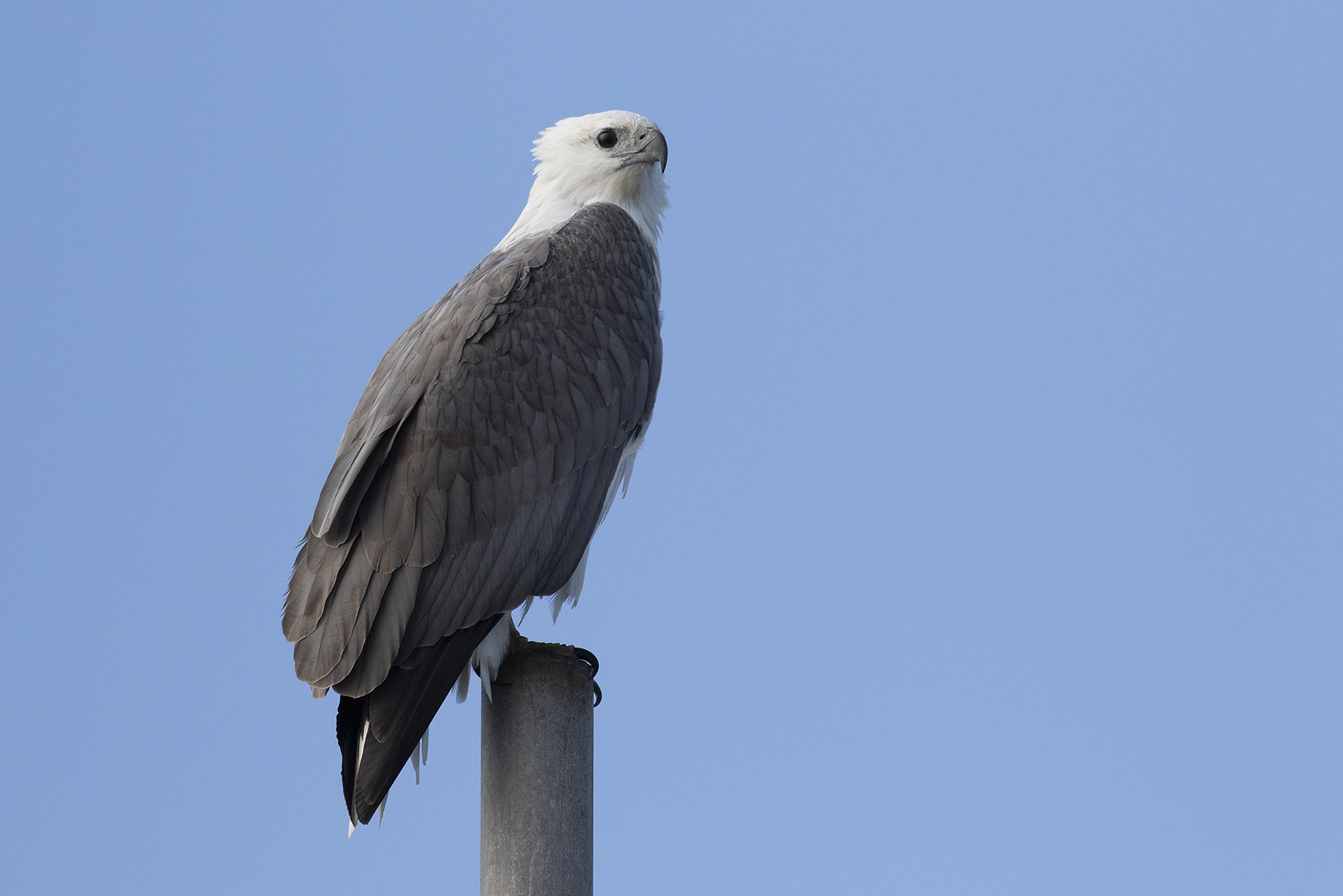 White-bellied Sea-Eagle (Image ID 45910)