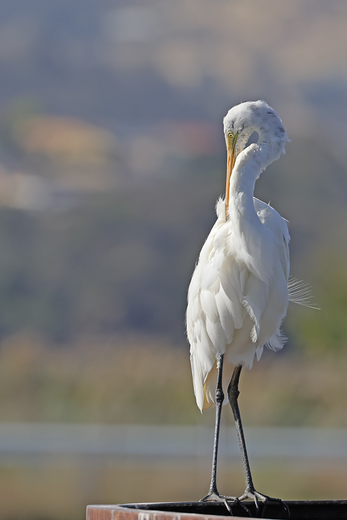 Great Egret (Image ID 45605)