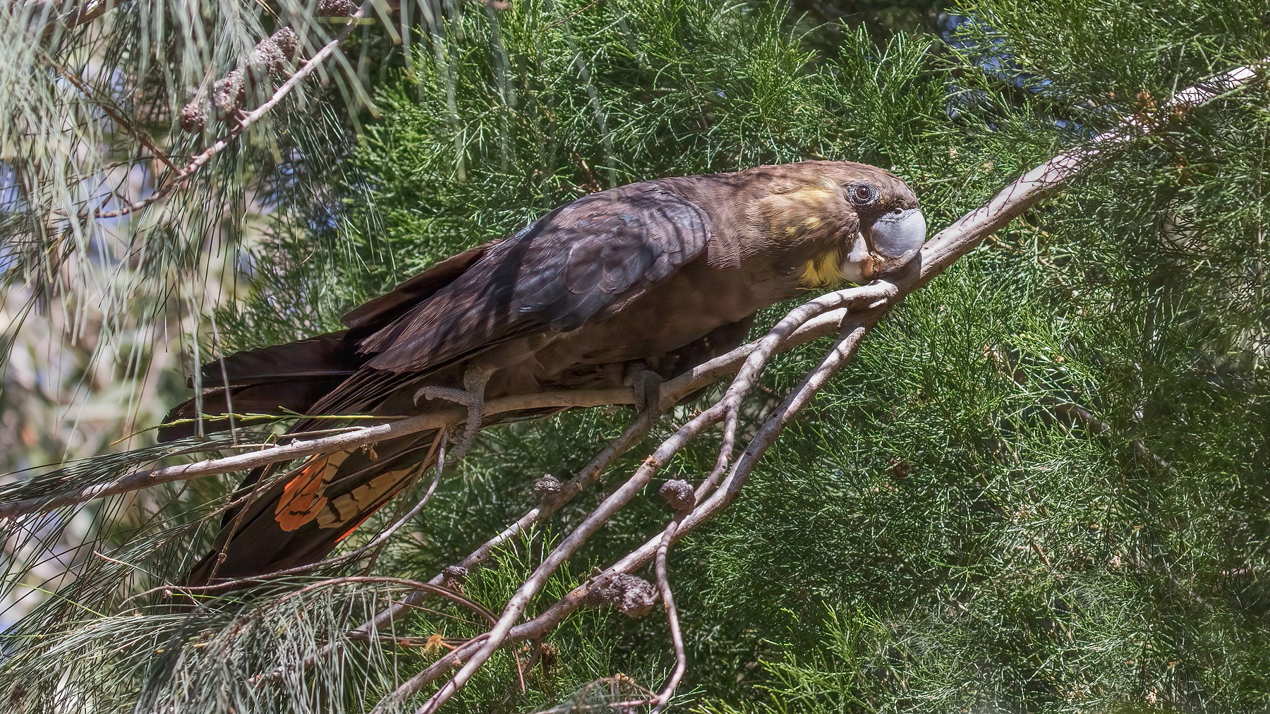 Glossy Black-Cockatoo (Image ID 45771)