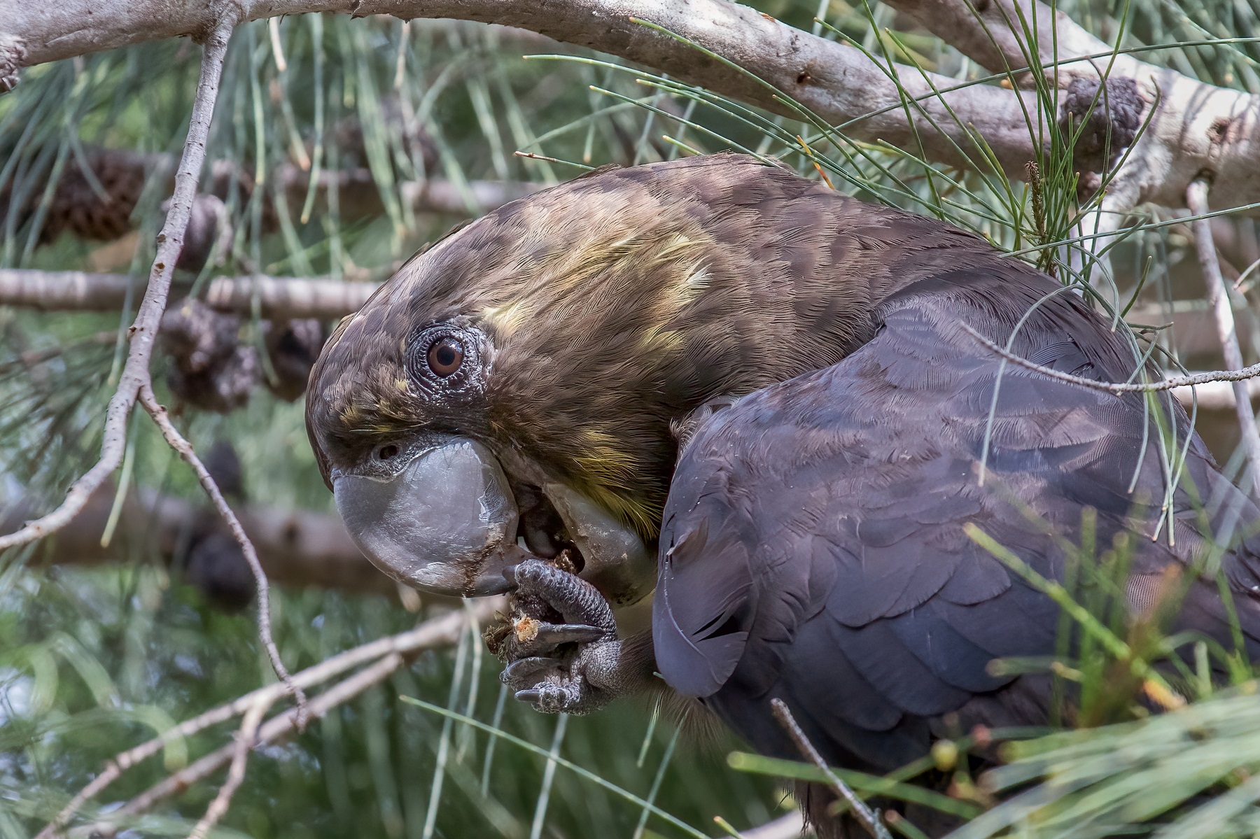 Glossy Black-Cockatoo (Image ID 45770)