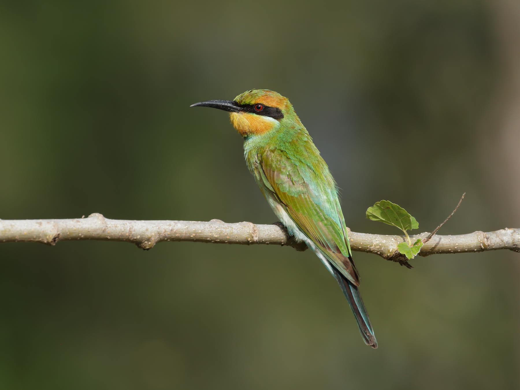 Rainbow Bee-eater (Image ID 45636)