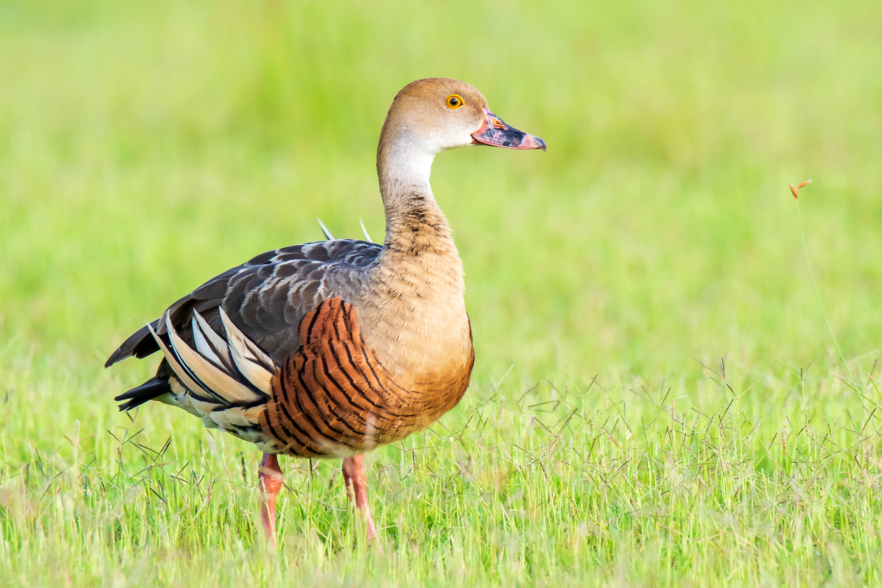 Plumed Whistling-Duck (Image ID 45574)