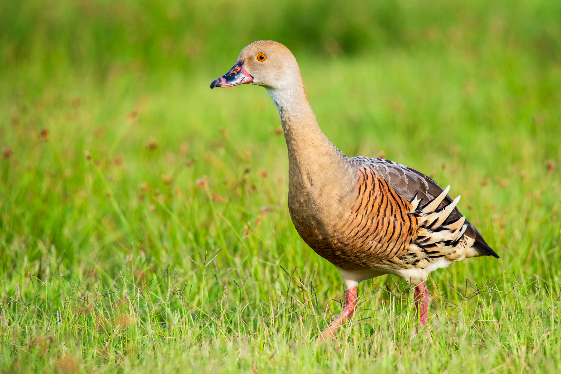 Plumed Whistling-Duck (Image ID 45575)