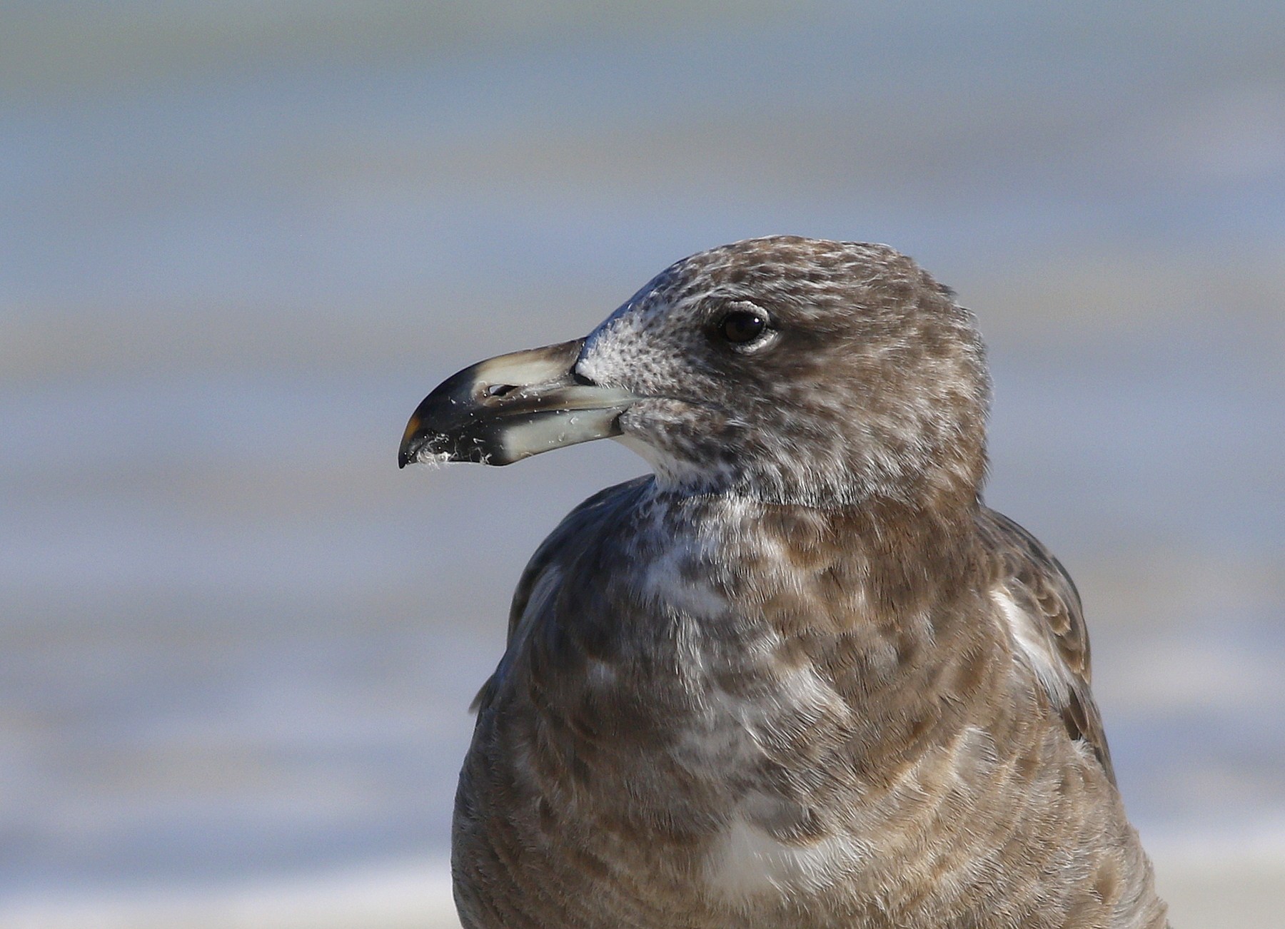 Pacific Gull (Image ID 45572)