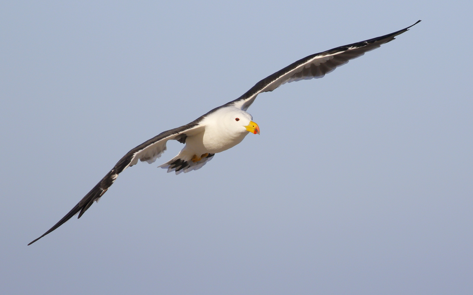 Pacific Gull (Image ID 45586)
