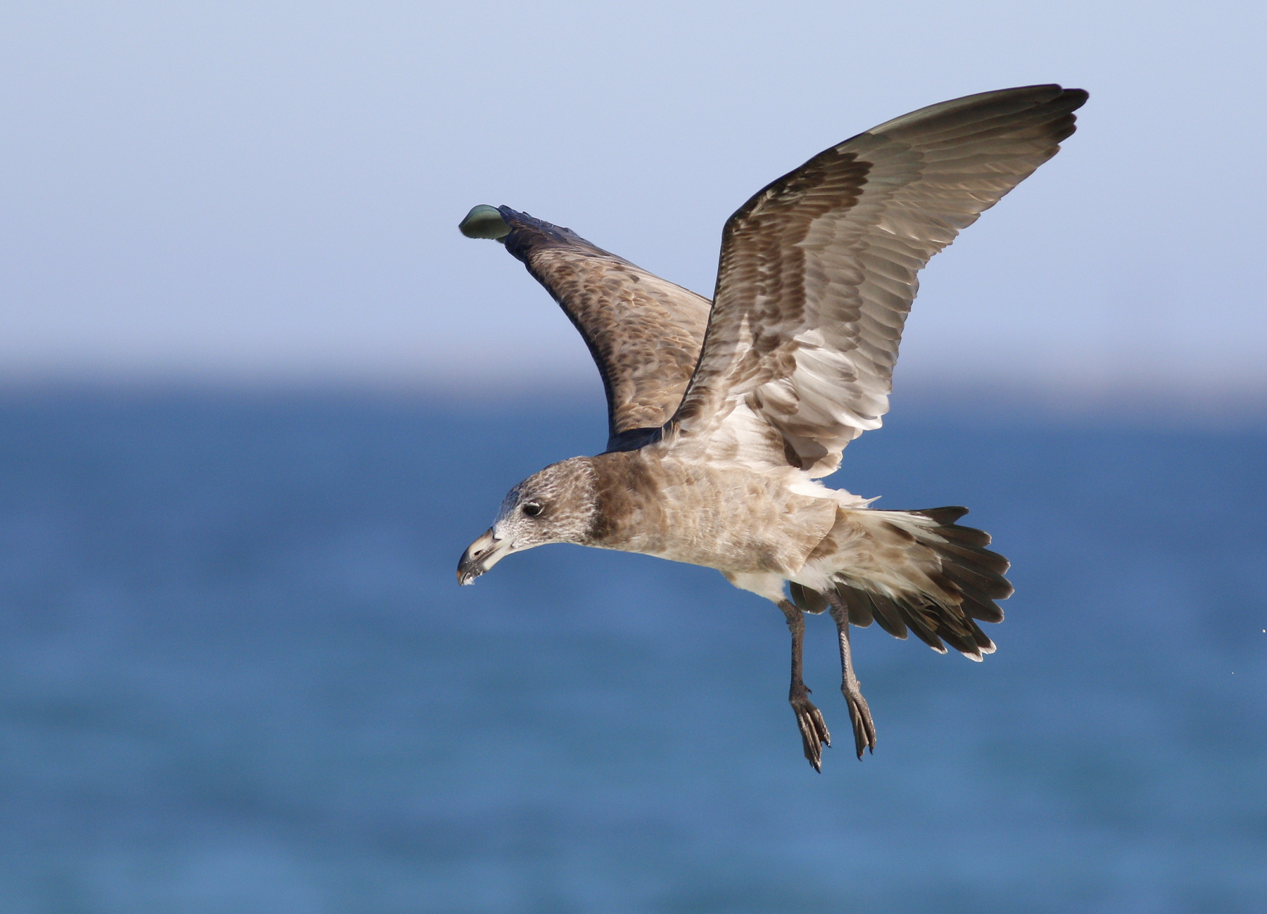 Pacific Gull (Image ID 45571)