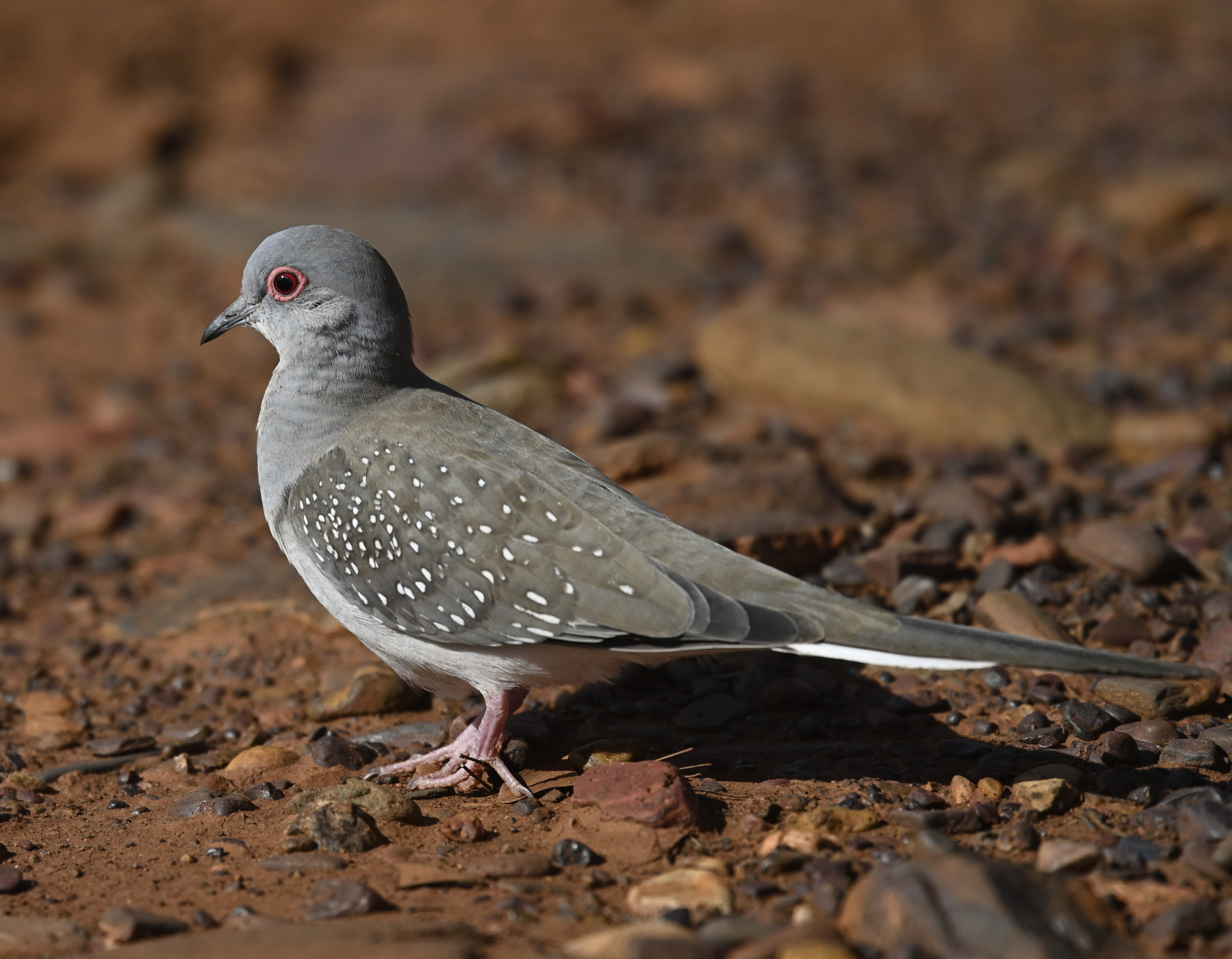 Diamond Dove (Image ID 45836)