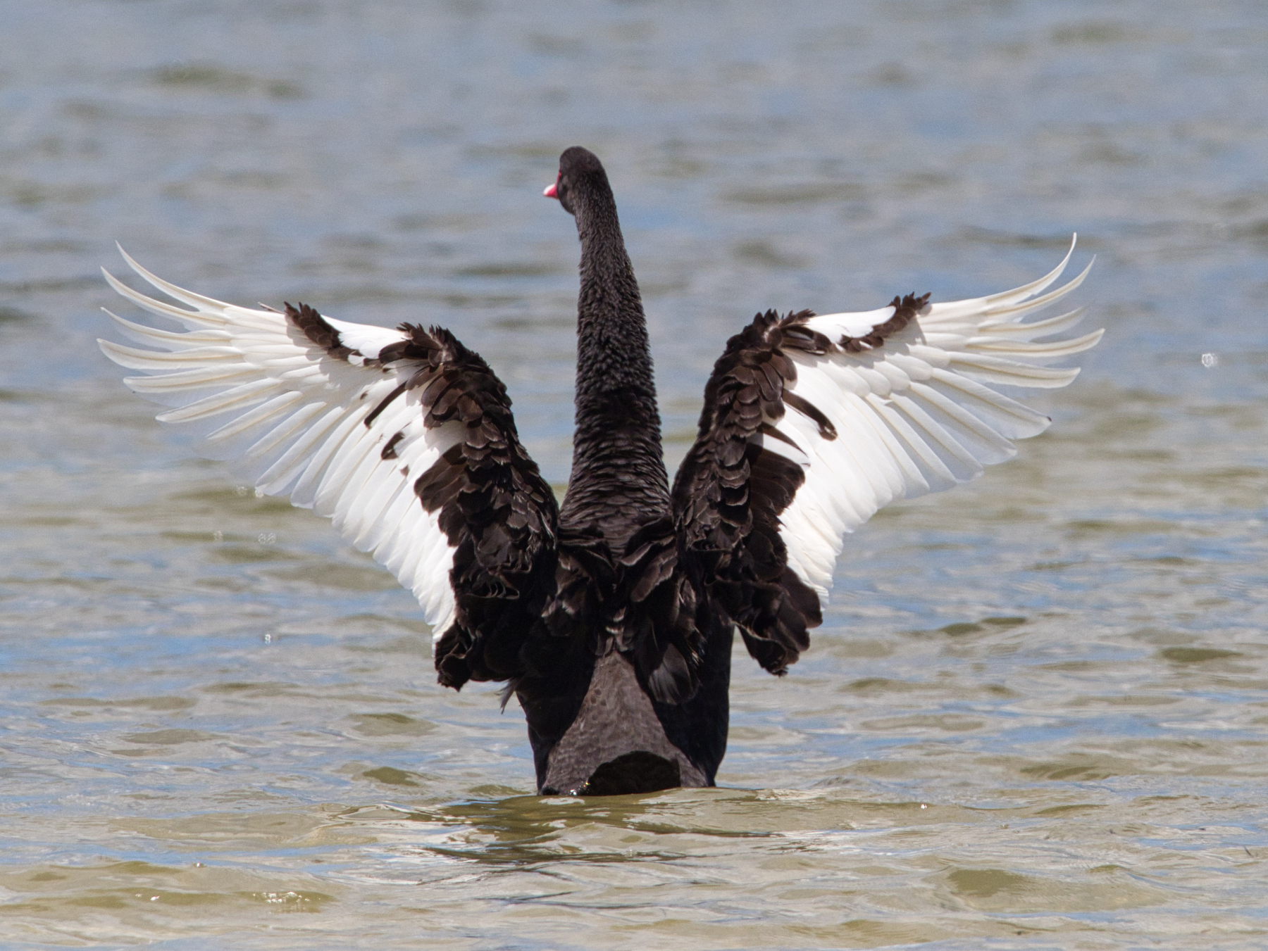 Black Swan (Image ID 45547)