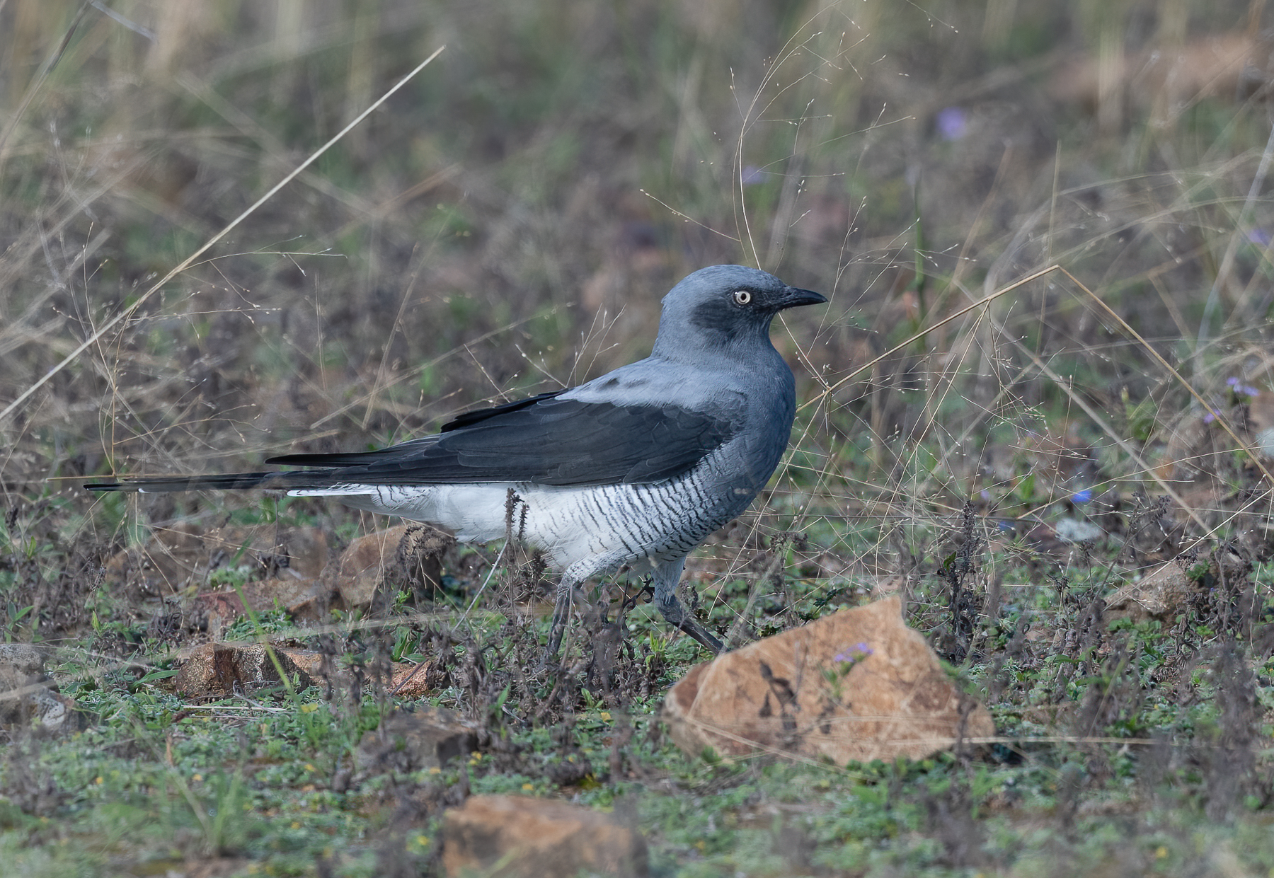 Ground Cuckoo-shrike (Image ID 45704)