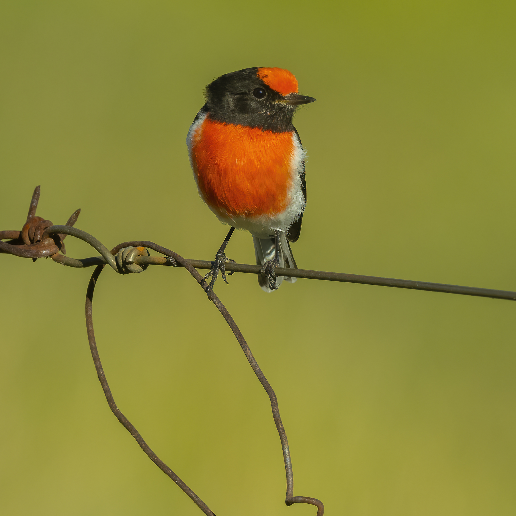 Red-capped Robin (Image ID 45827)