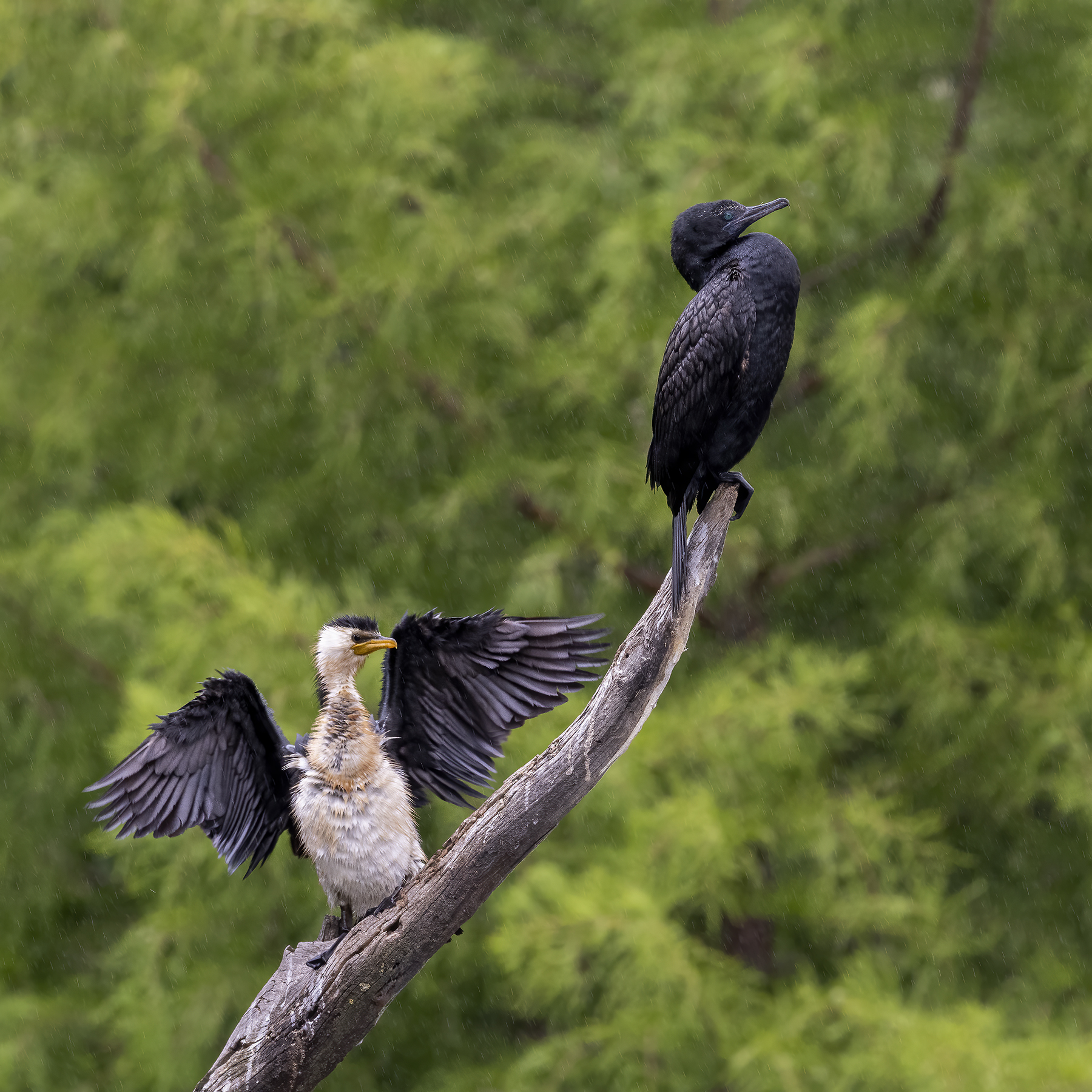 Little Black Cormorant, Little Pied Cormorant (Image ID 45661)