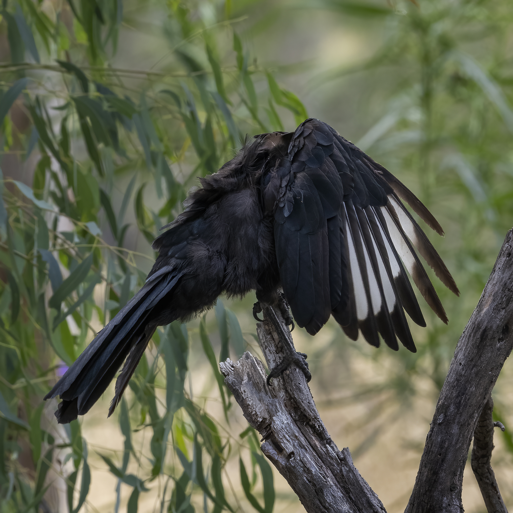 White-winged Chough (Image ID 45744)
