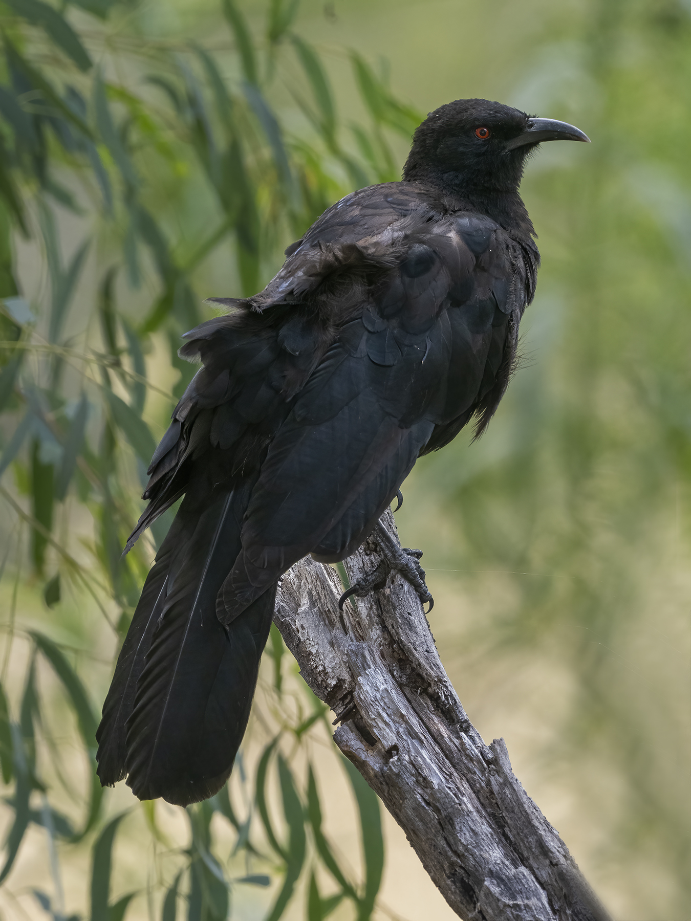 White-winged Chough (Image ID 45743)