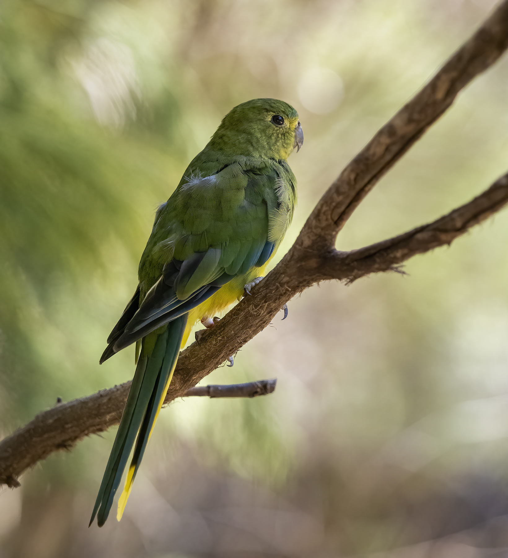 Orange-bellied Parrot (Image ID 45728)