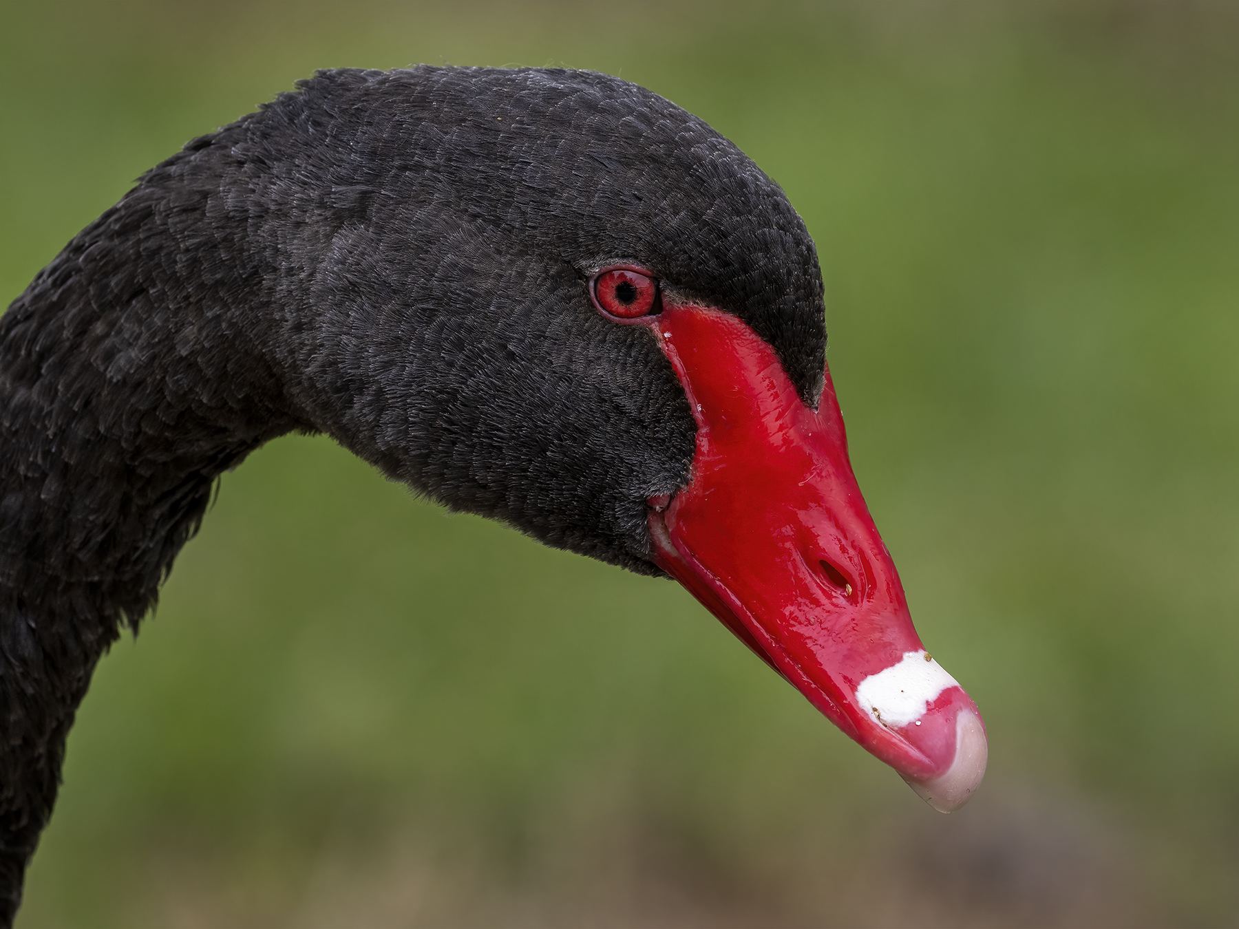 Black Swan (Image ID 45588)