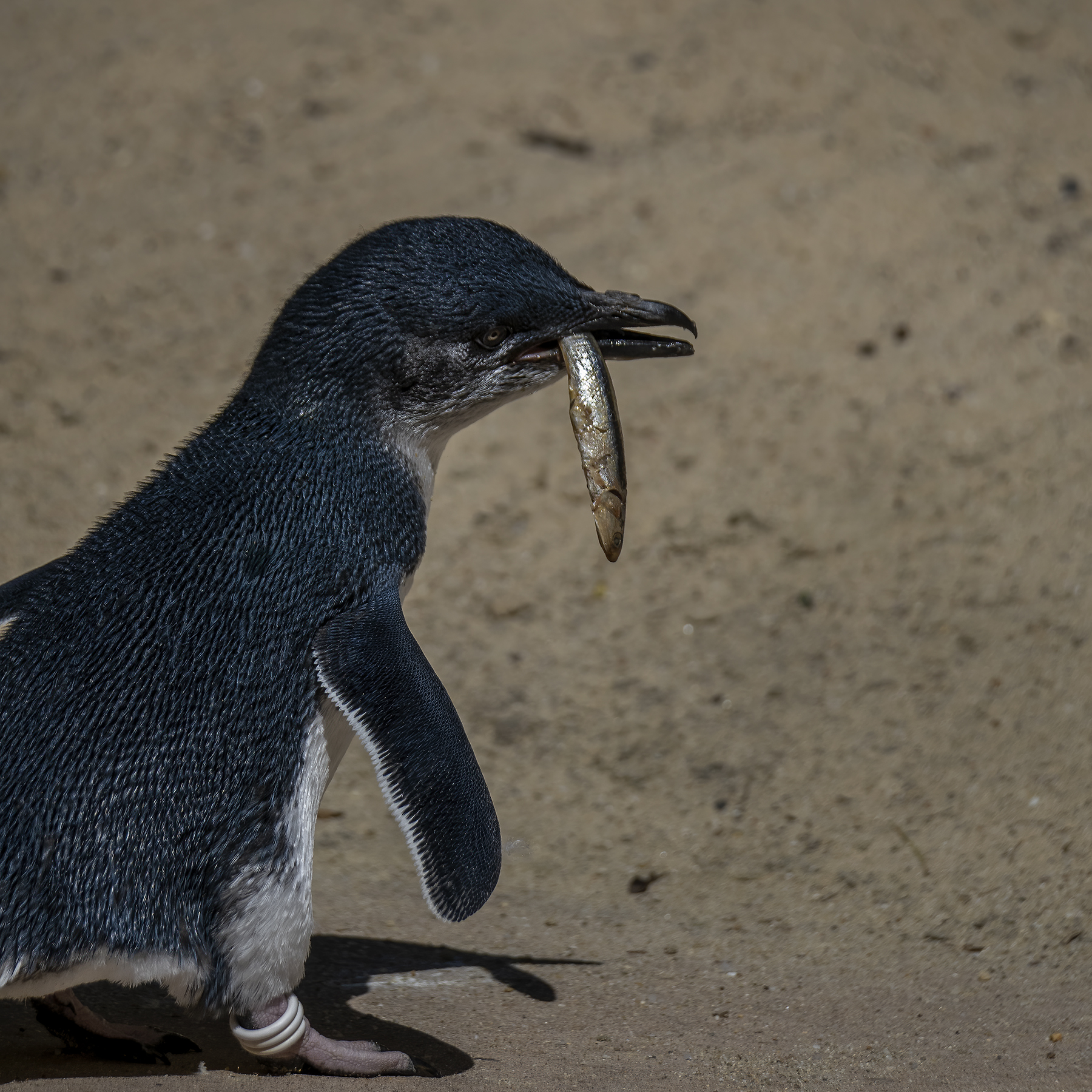 Little Penguin (Image ID 45660)