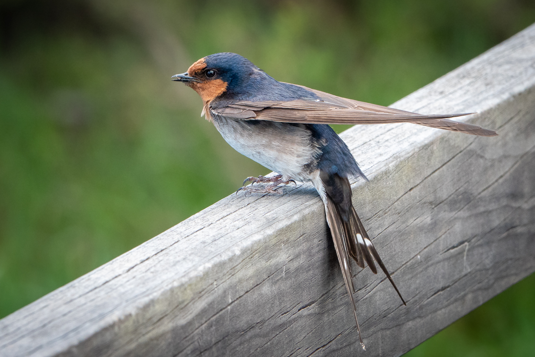 Welcome Swallow (Image ID 45621)