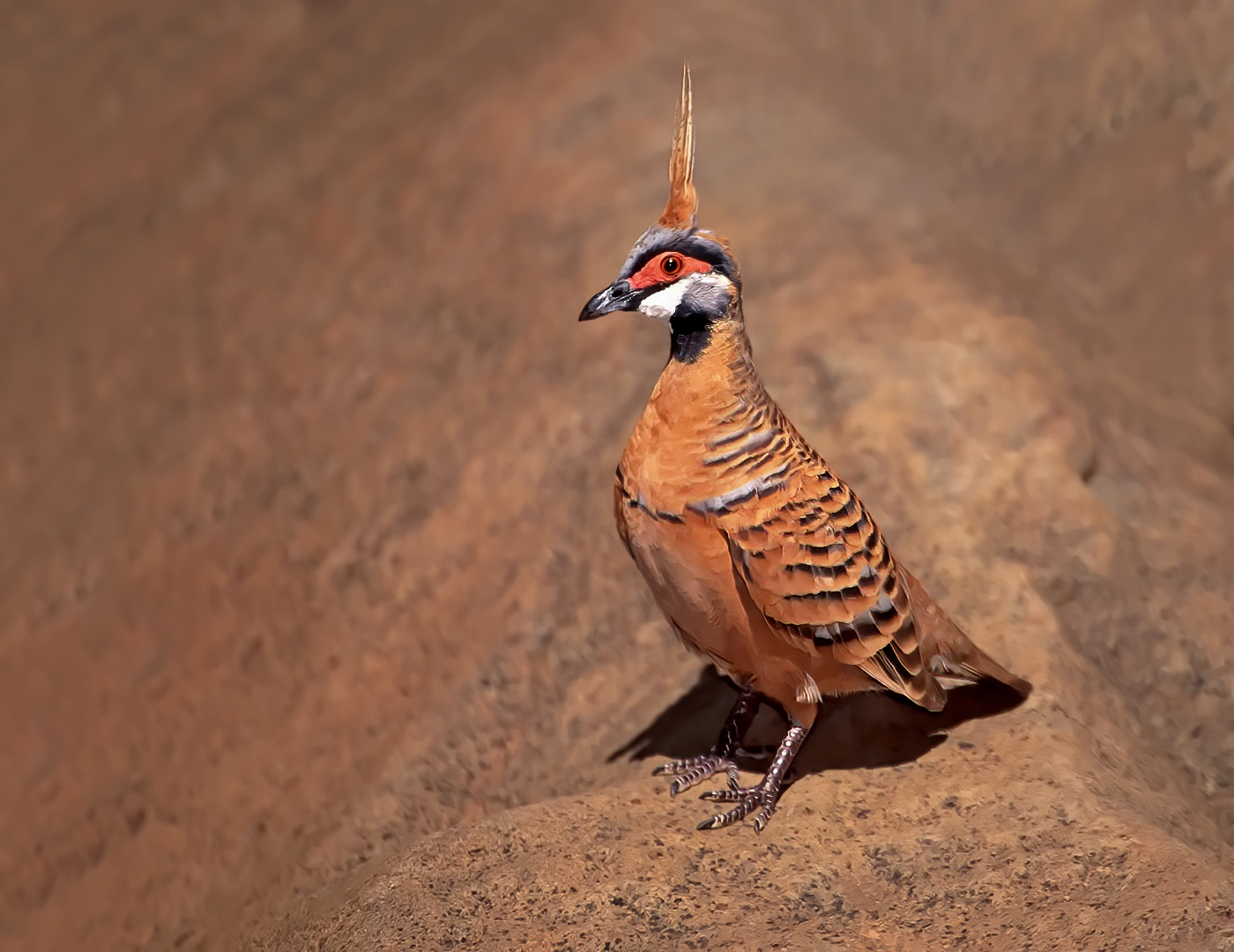 Spinifex Pigeon (Image ID 45673)